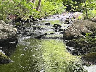 a stream running through a lush green forest