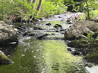 a stream running through a lush green forest