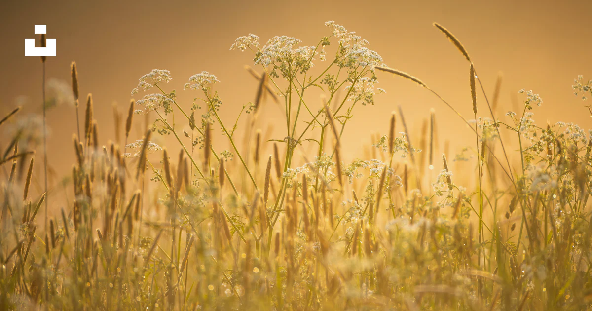 Foto Ladang rumput tinggi yang tertutup embun – Gambar Golden Gratis di ...