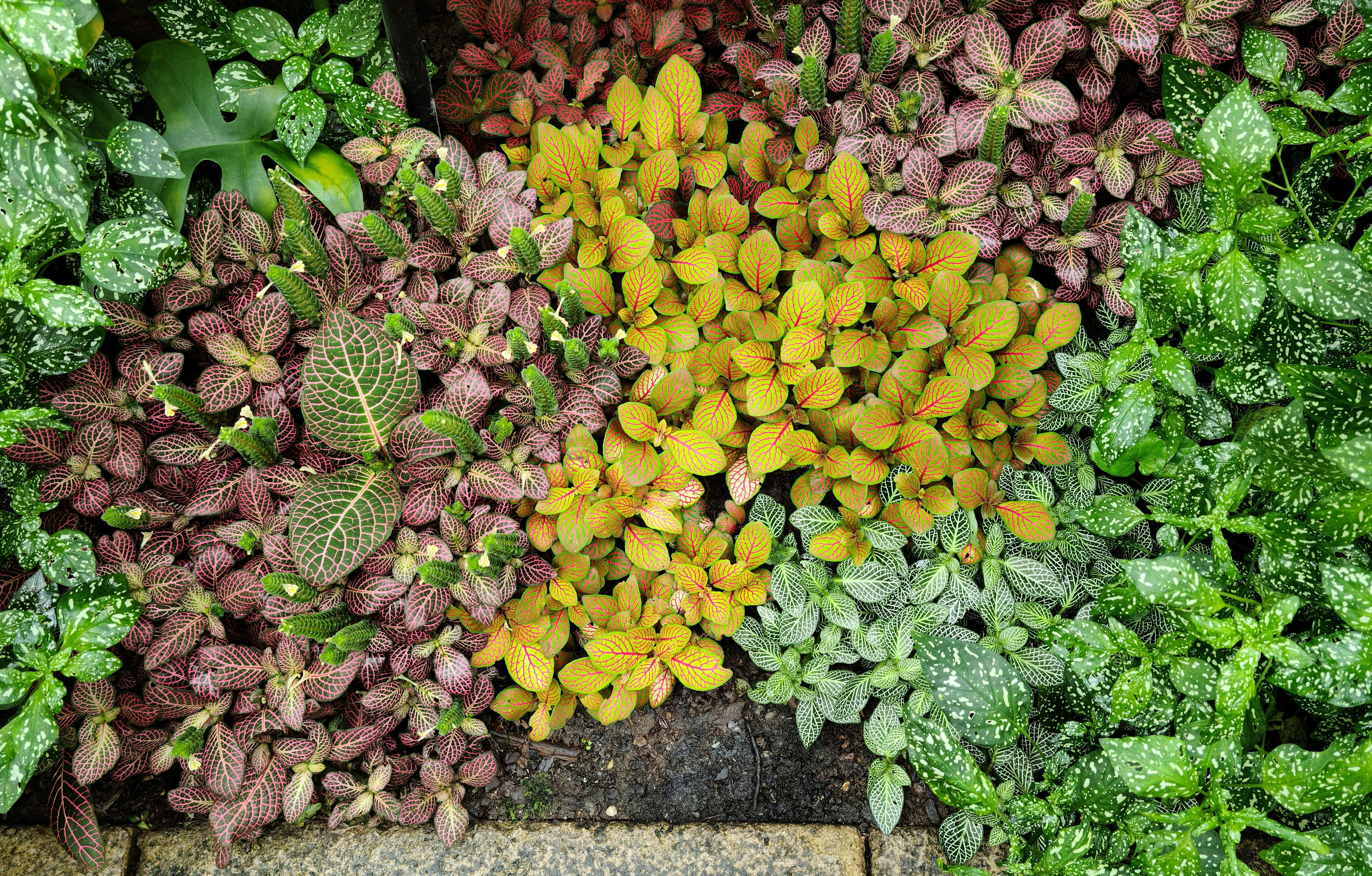 a bunch of plants that are next to each other