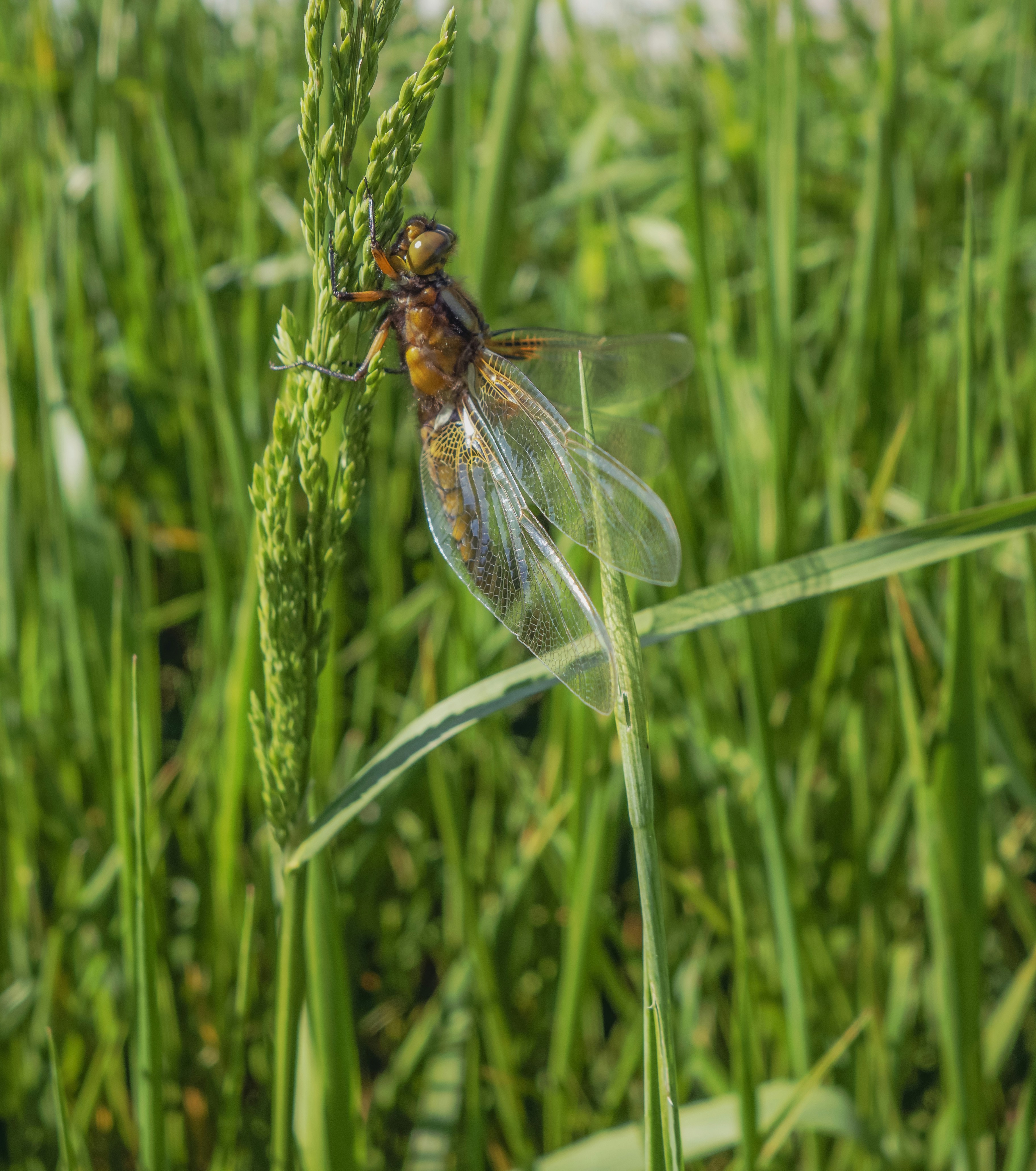 a dragon fly sitting on top of a green plant