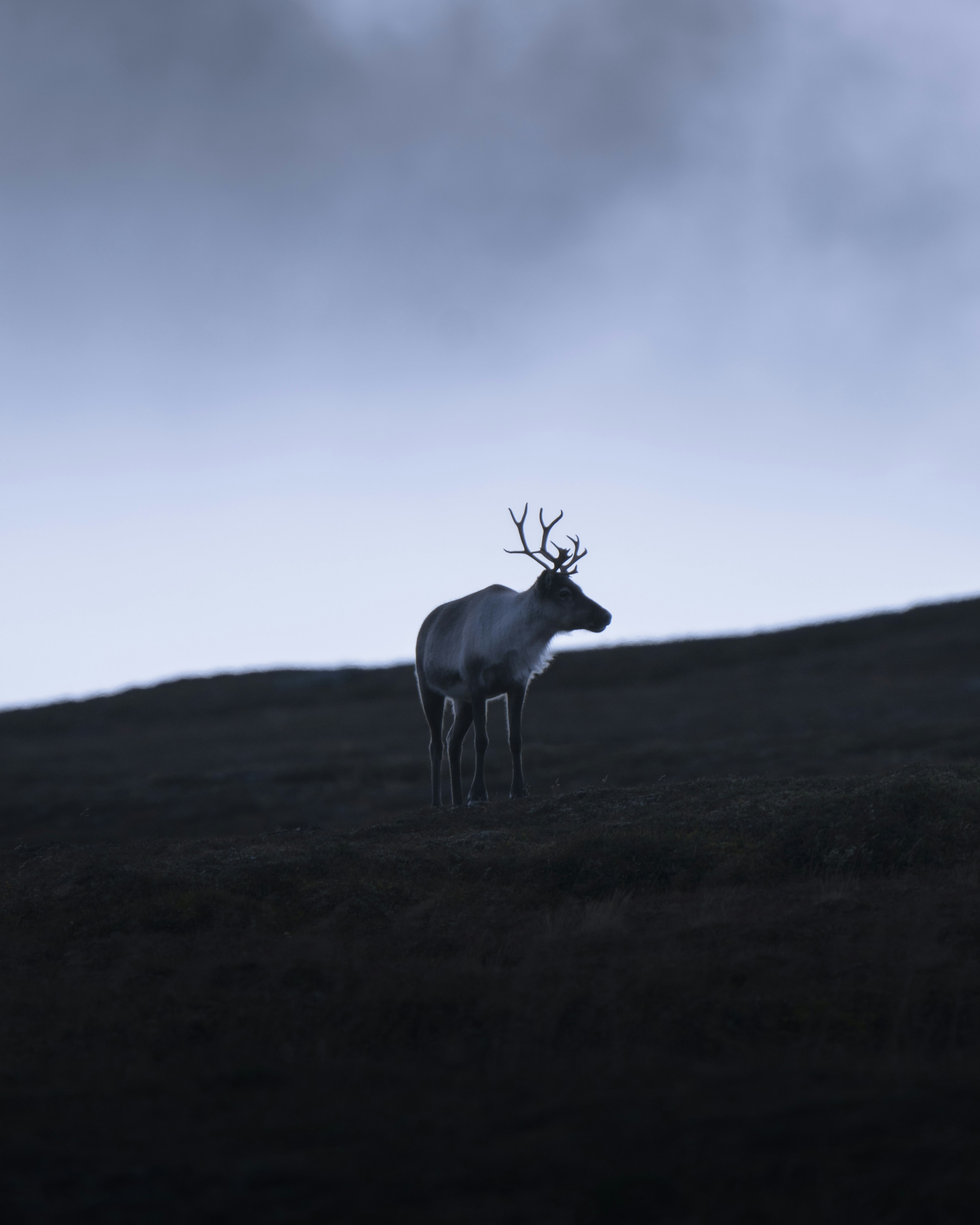 un cervo in piedi in cima a un campo coperto d'erba