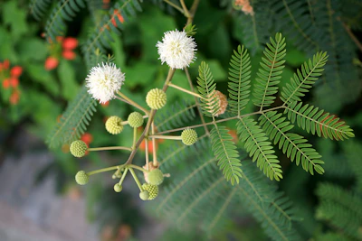 Subabul Leucaena Agroforestry Fodder N-Fixation India — PlantCare