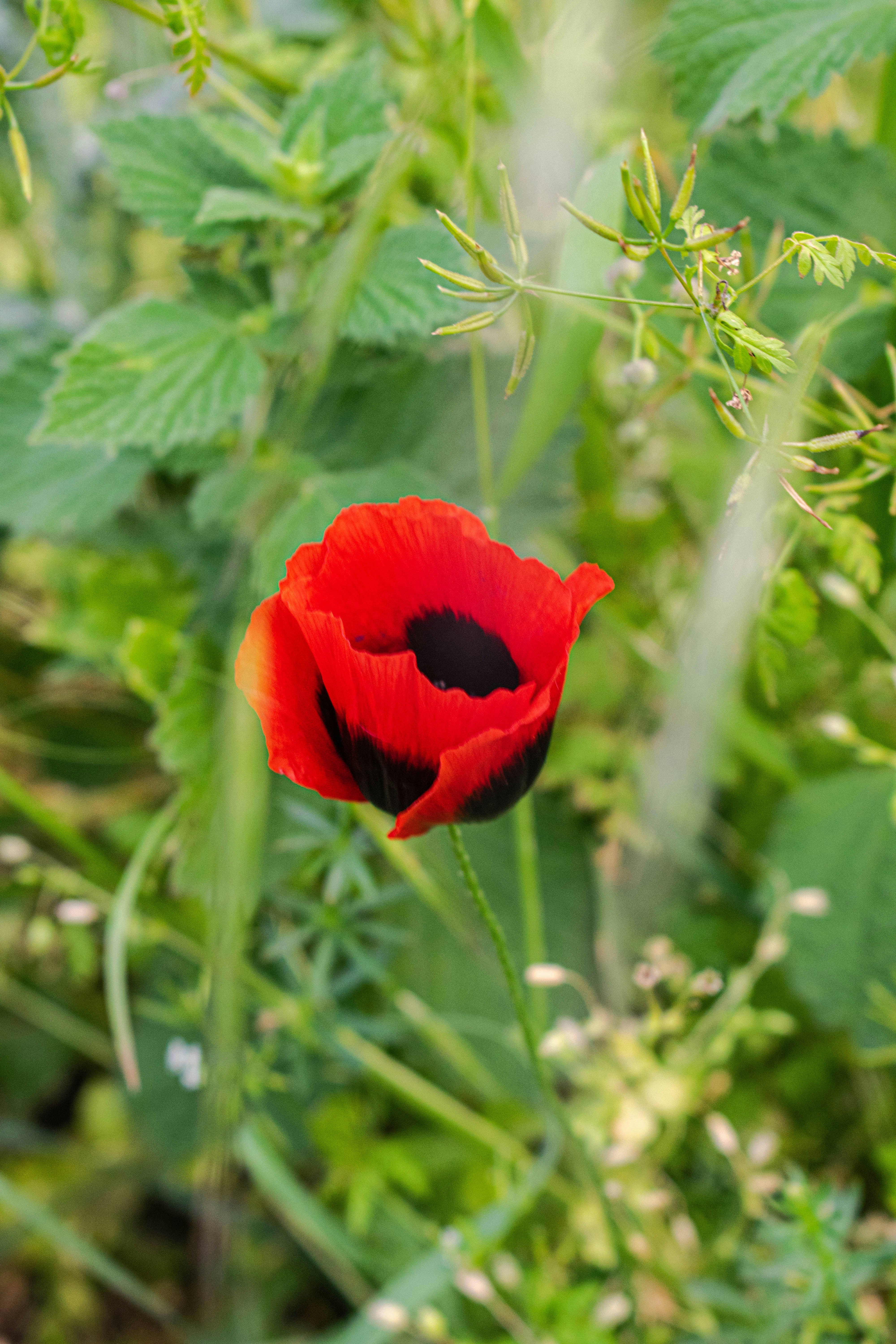 Mineral Springs and Soviet Legacy: Borjomi National Park