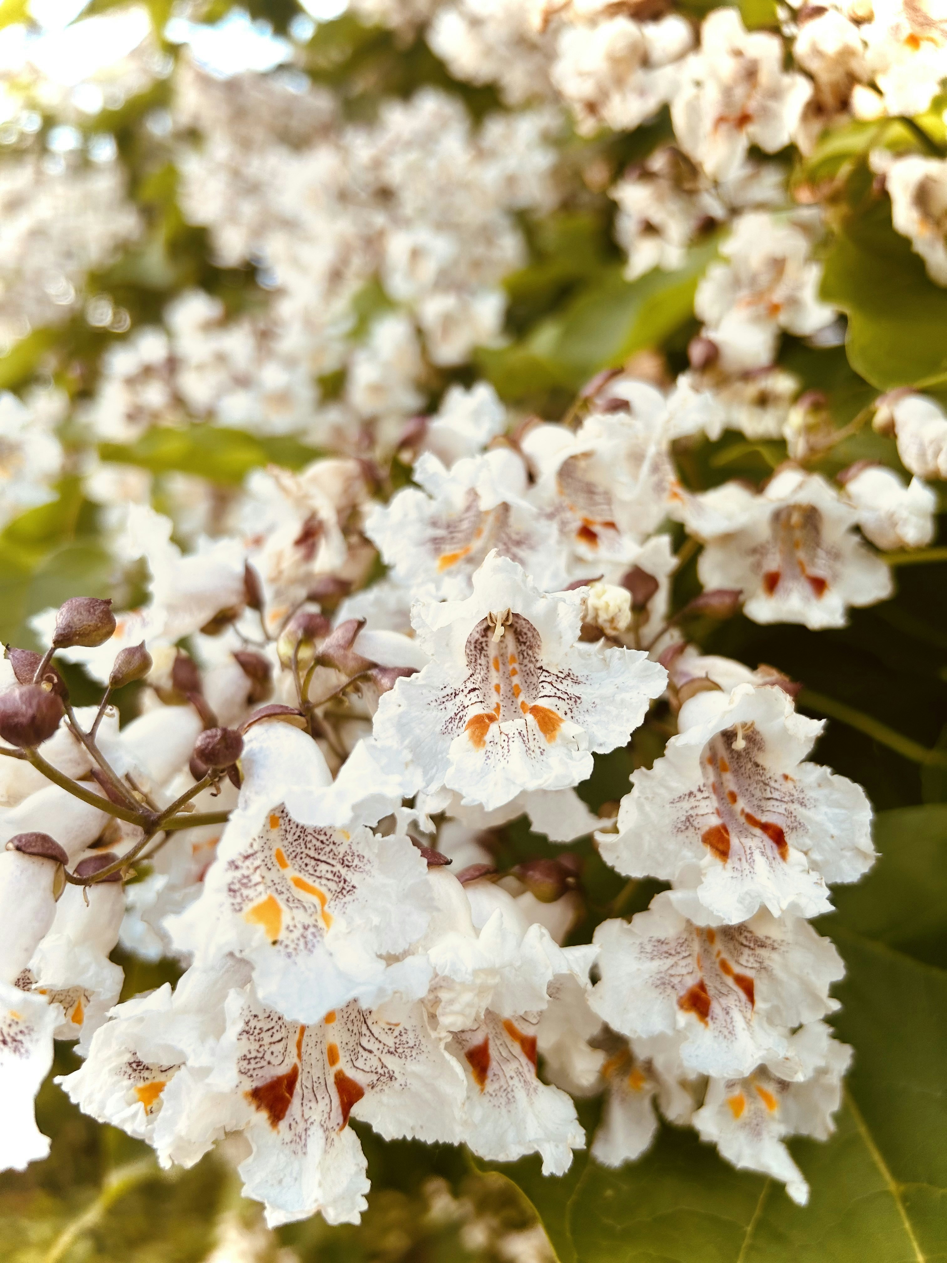 summer wallpaper flowers, wallpaper, Summer Crafts for Adults: Creative Ideas & Projects 3