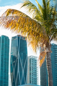 a palm tree in front of some tall buildings