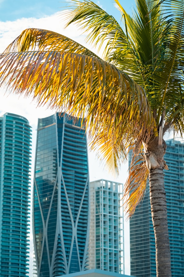 a palm tree in front of some tall buildings