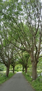 a road lined with trees and grass next to a cemetery