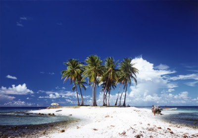 a couple of palm trees sitting on top of a sandy beach