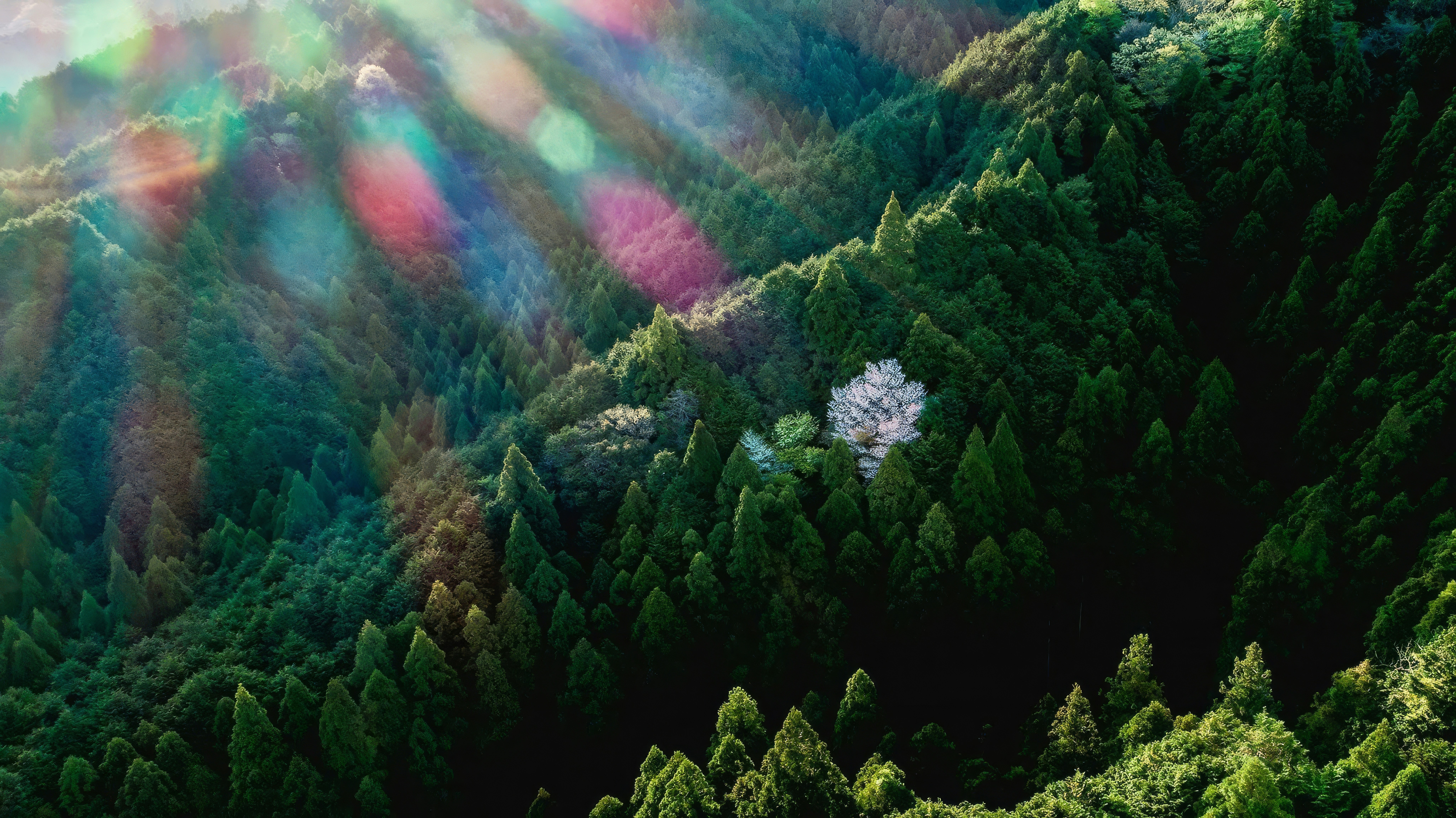 The sun is shining through the trees in the forest