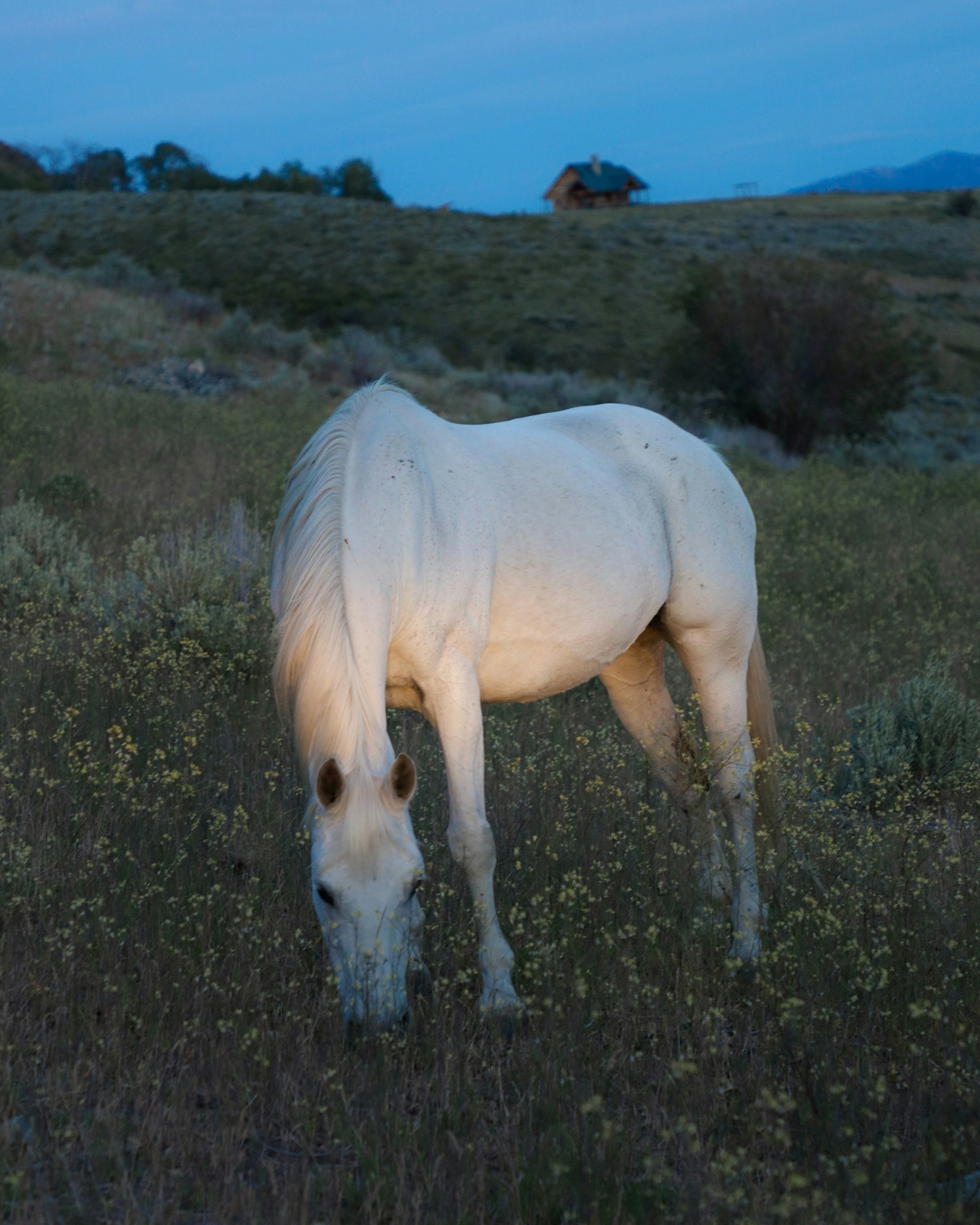 a white horse eating grass in a field