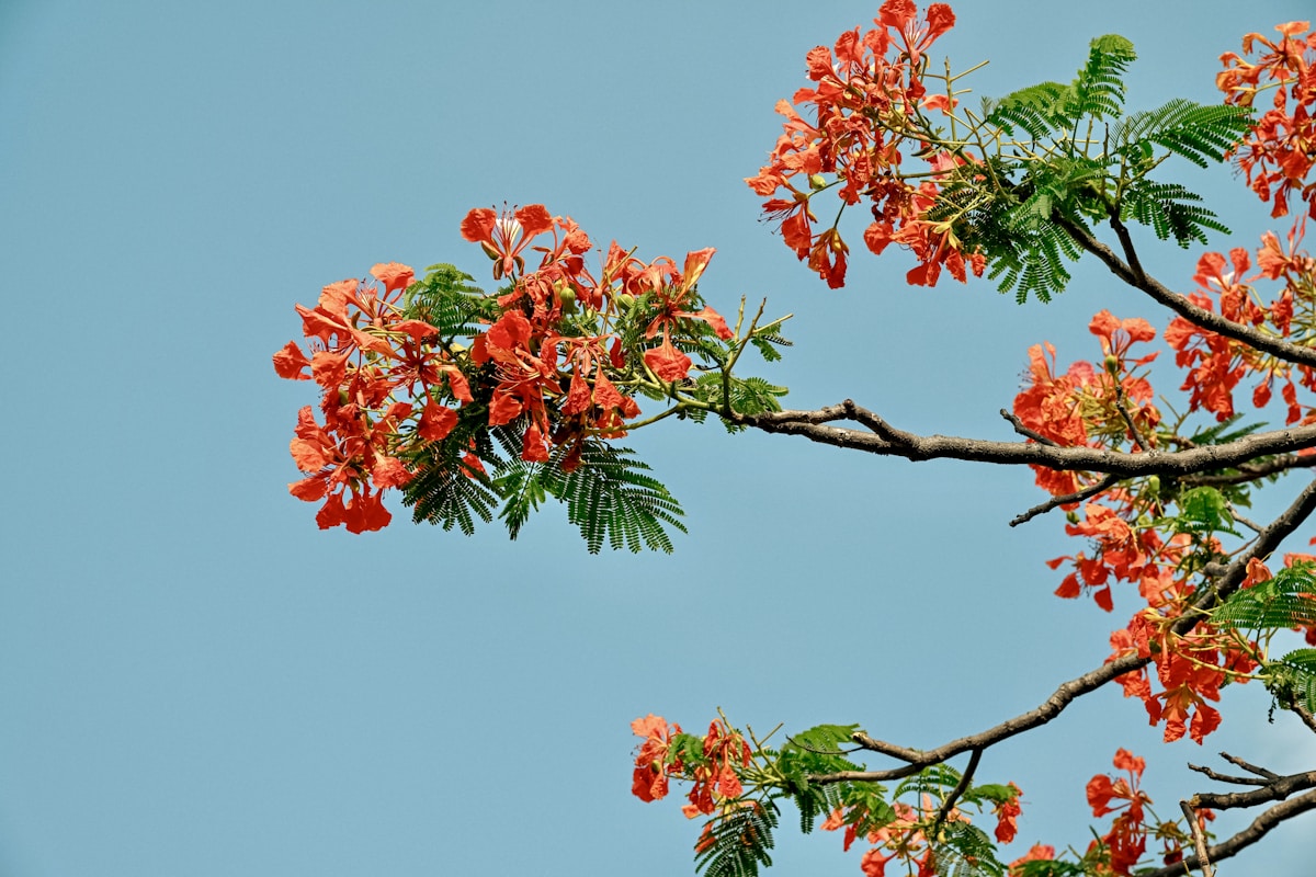 The Branches of Trees