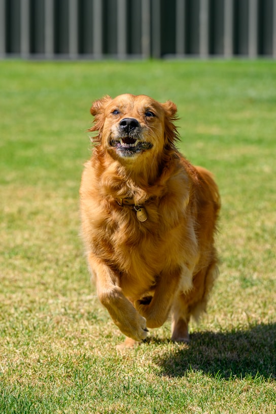 a brown dog running across a lush green field