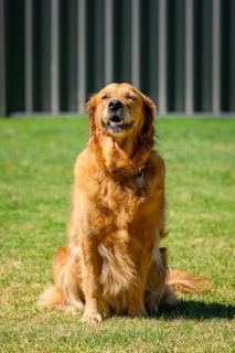 a golden retriever dog sitting in the grass