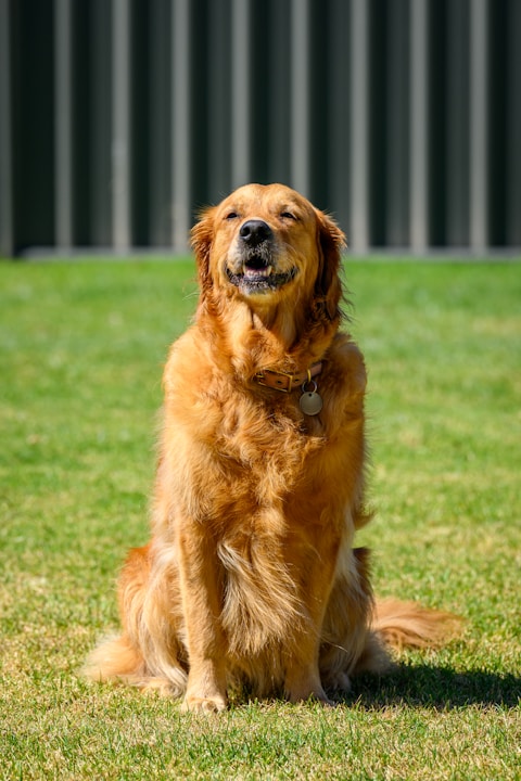 a golden retriever dog sitting in the grass