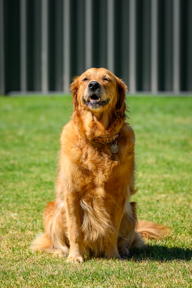 a golden retriever dog sitting in the grass