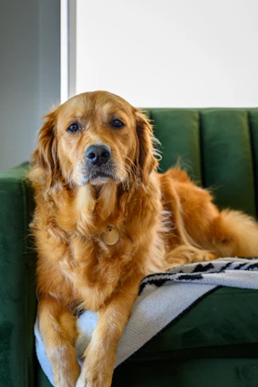 a large brown dog laying on top of a green couch