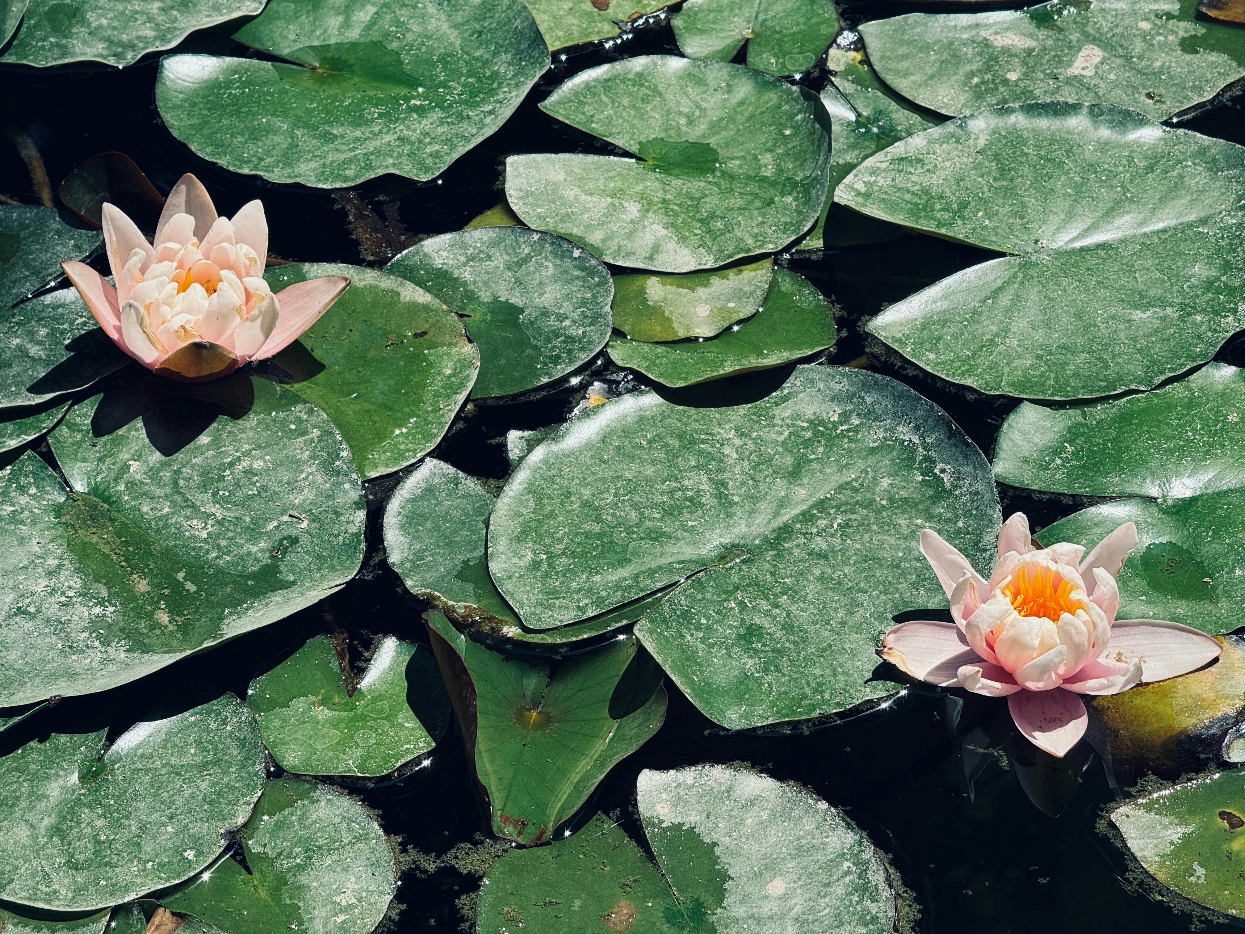 Photo by nghelichkhan