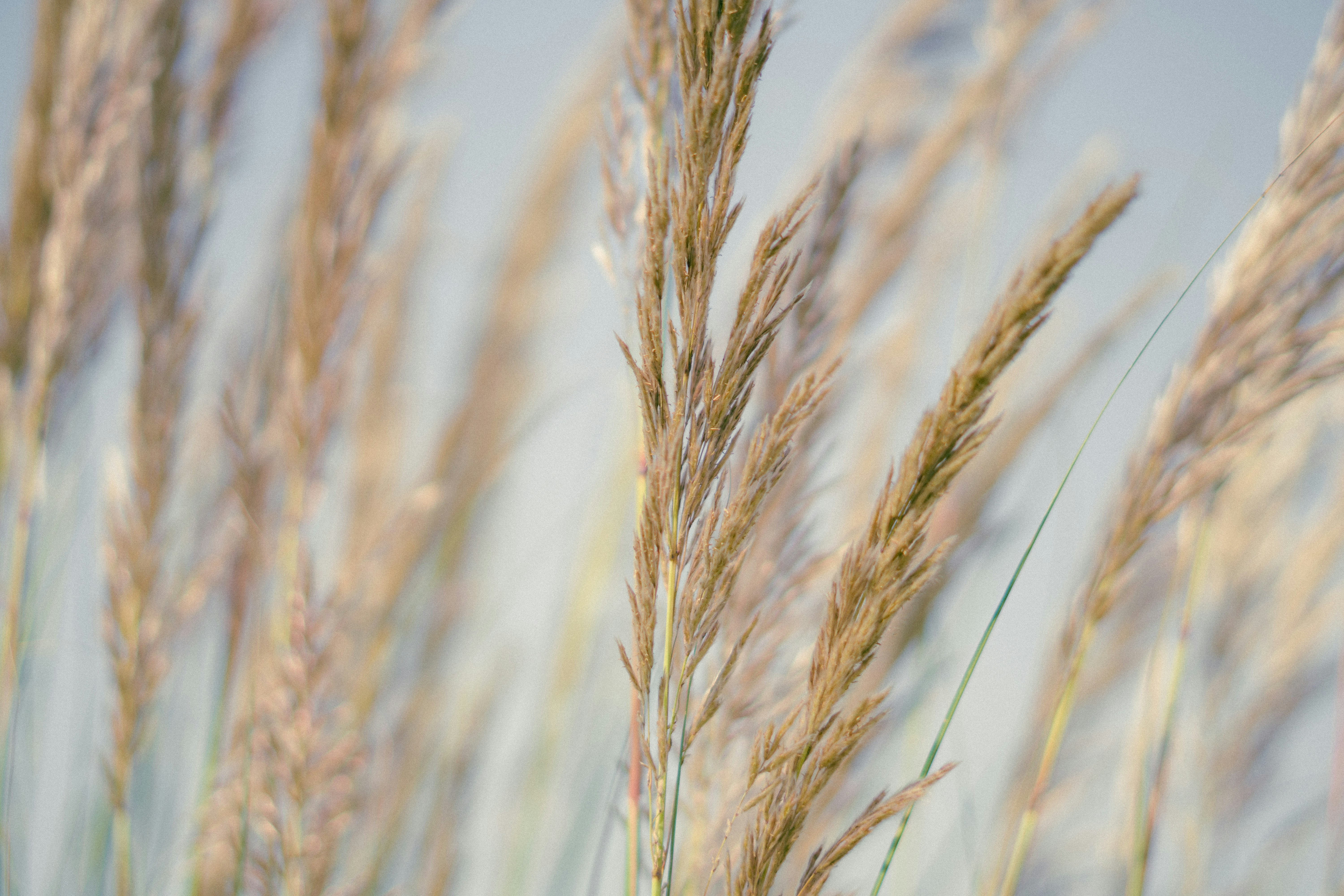 a close up of a bunch of tall grass