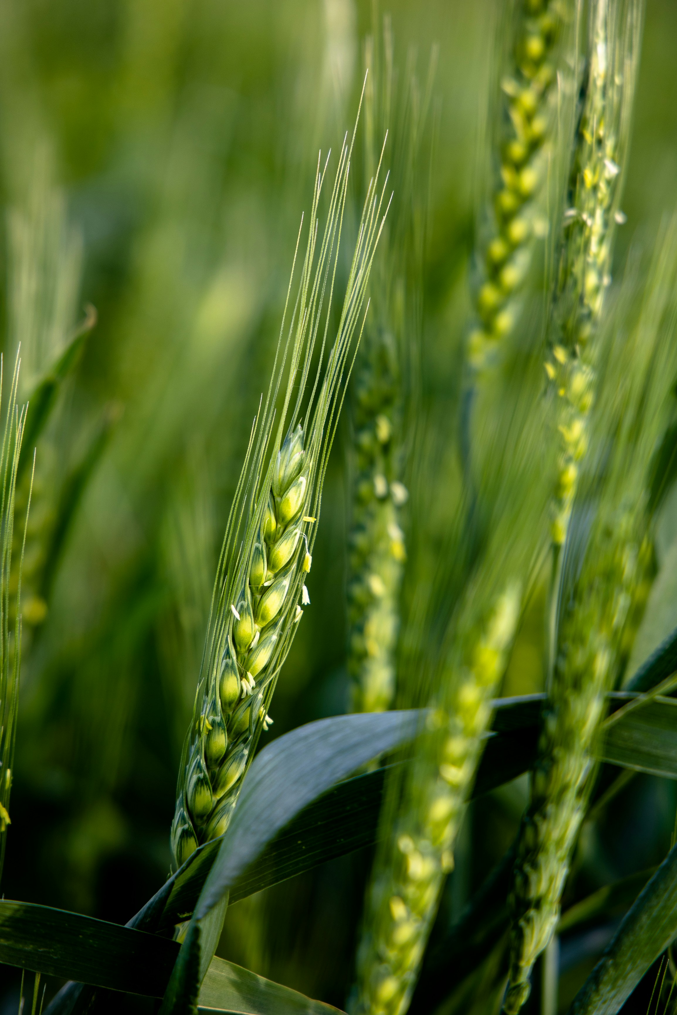 a close up of a green plant in a field