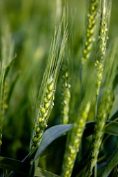 a close up of a green plant in a field
