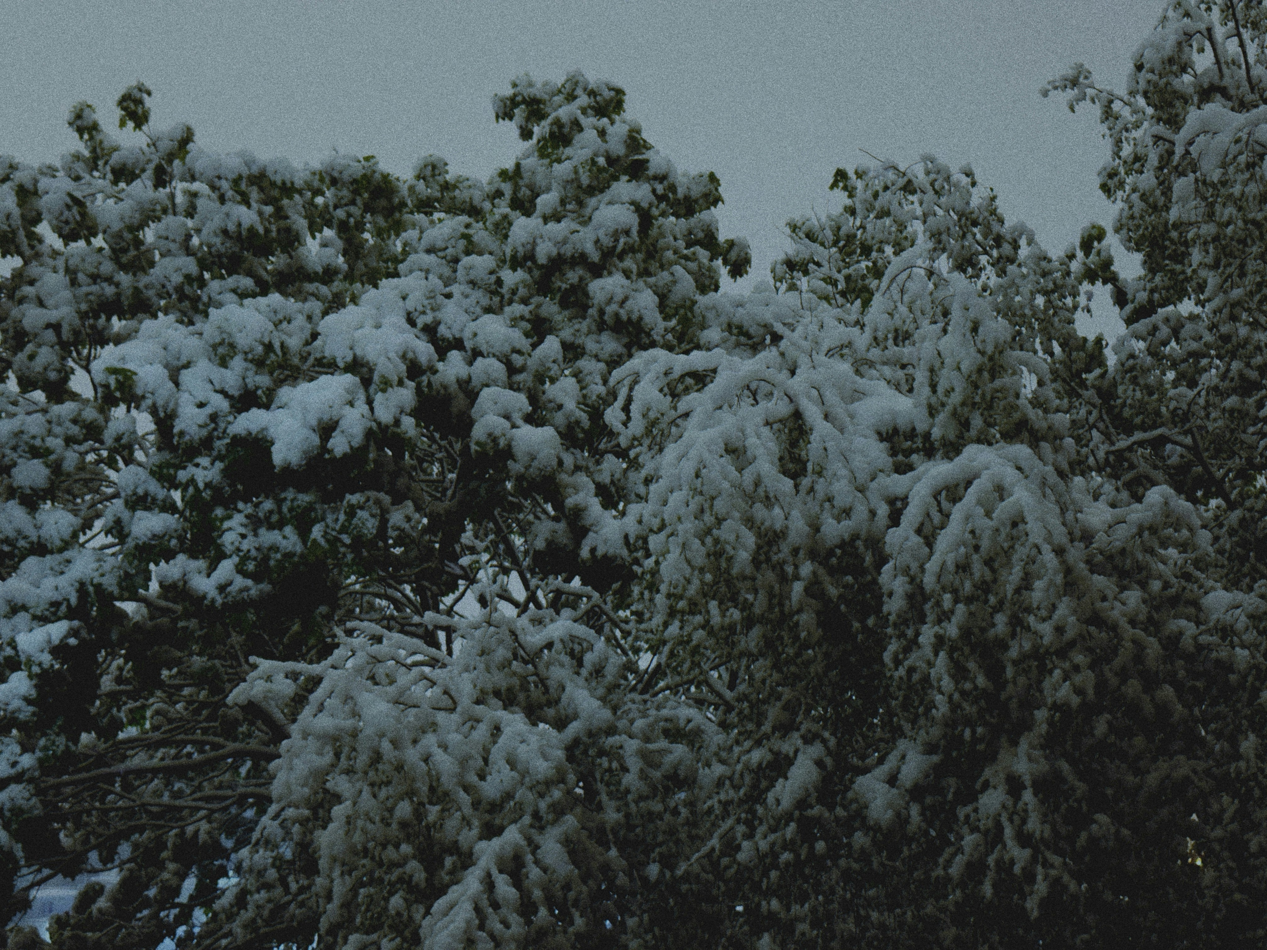 Photo by vikadavidart