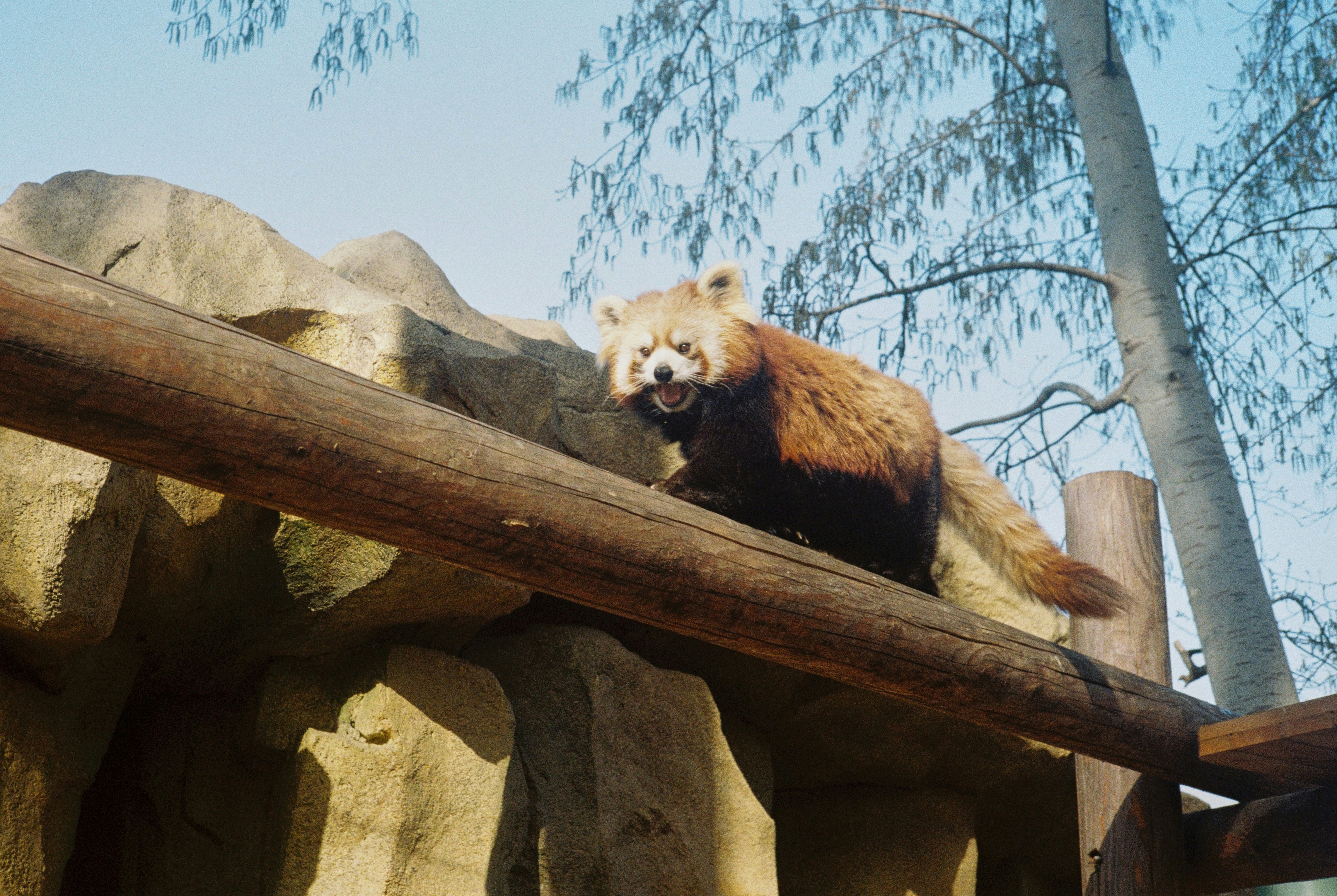 A panda bear standing on top of a rock wall photo – Free Daxing Image ...