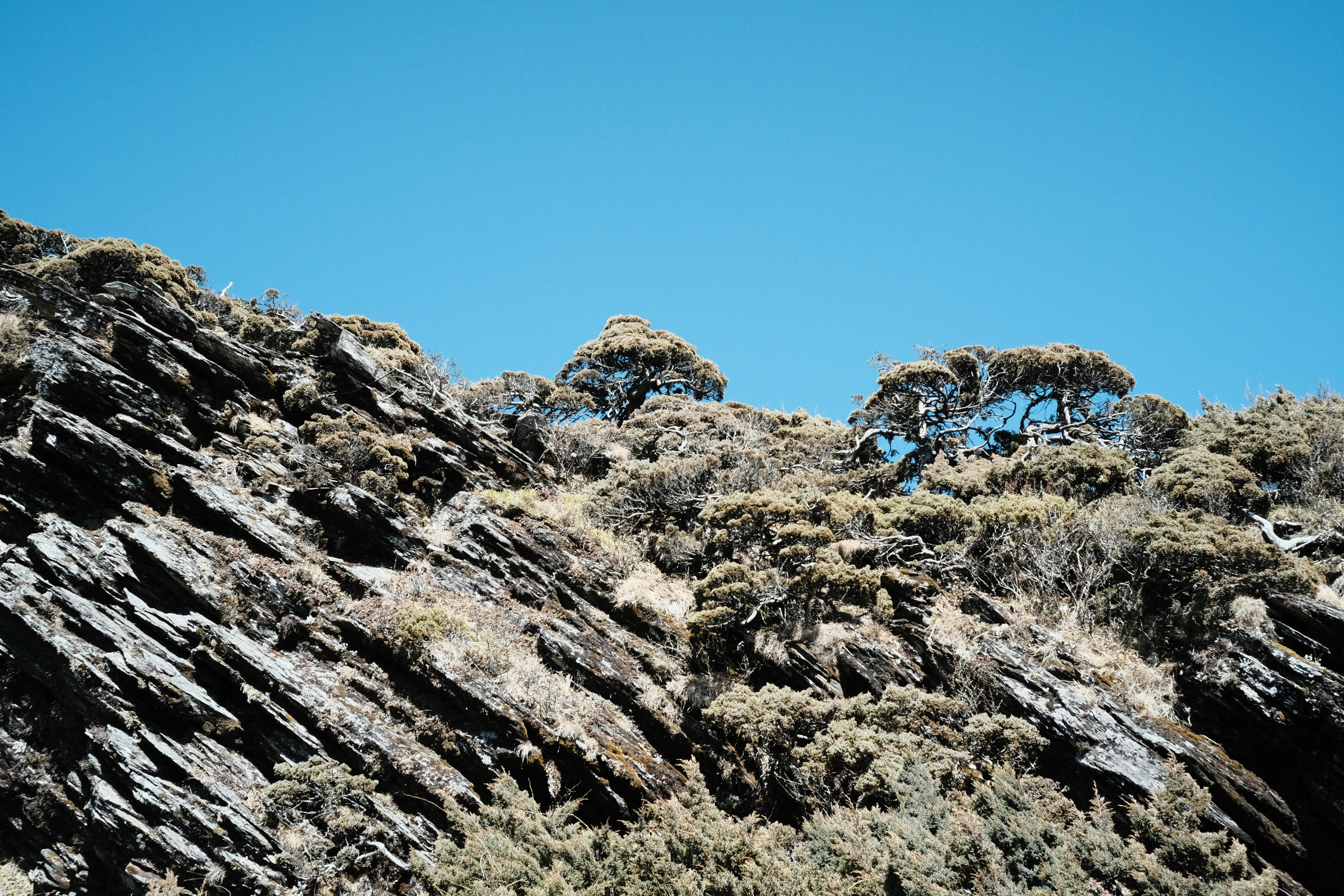 a group of trees that are on the side of a mountain