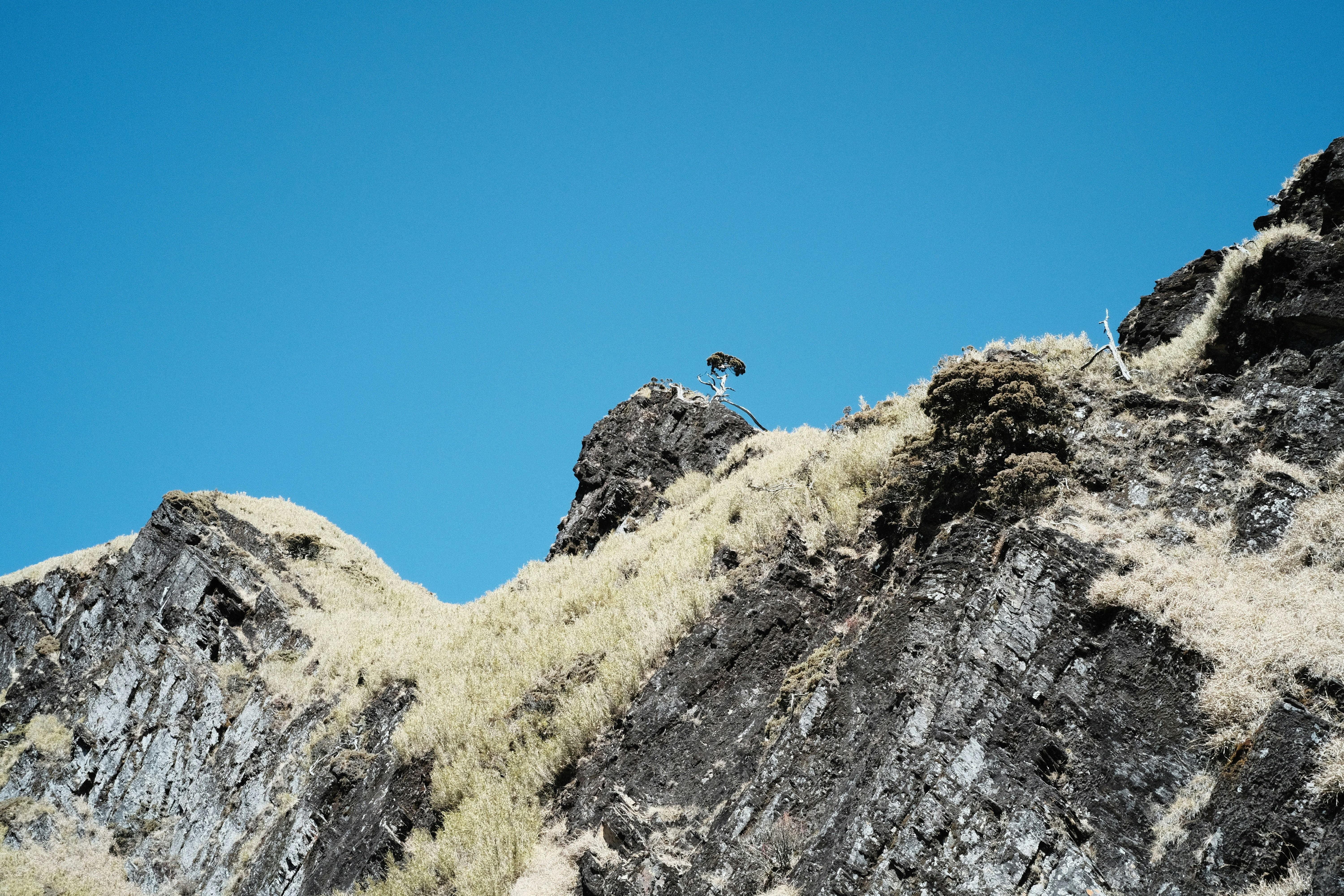a bird is perched on the top of a mountain