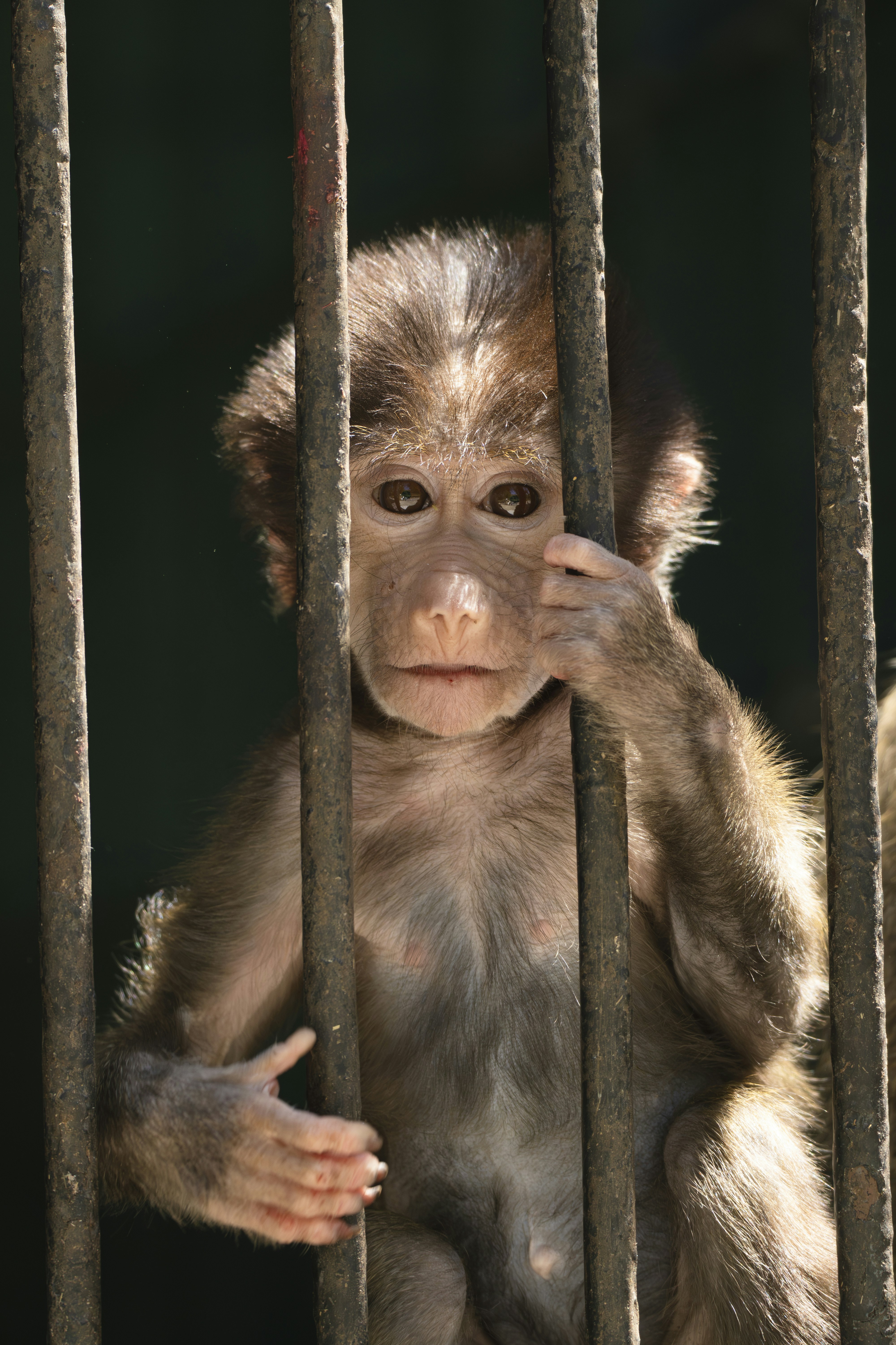 Un pequeño mono sentado tras las rejas en una jaula