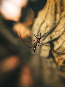 a close up of a mosquito on a leaf