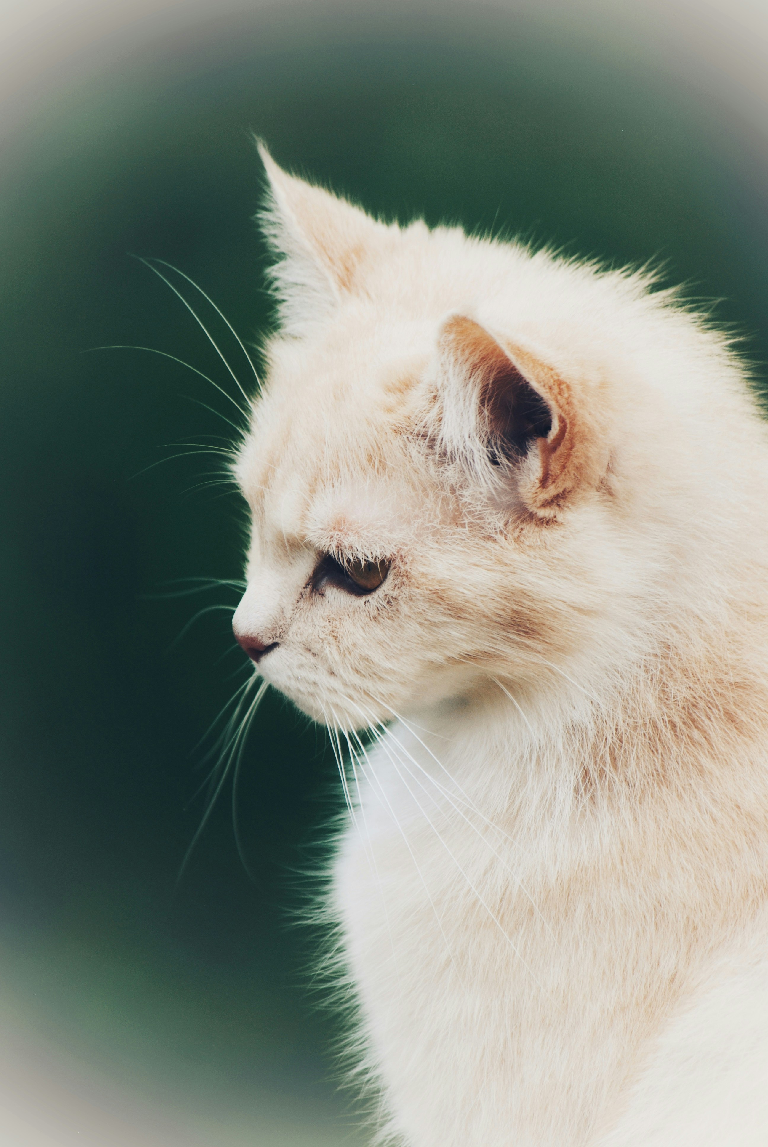 먼치킨 고양이 유전병 종류 및 관리 방법 이미지1