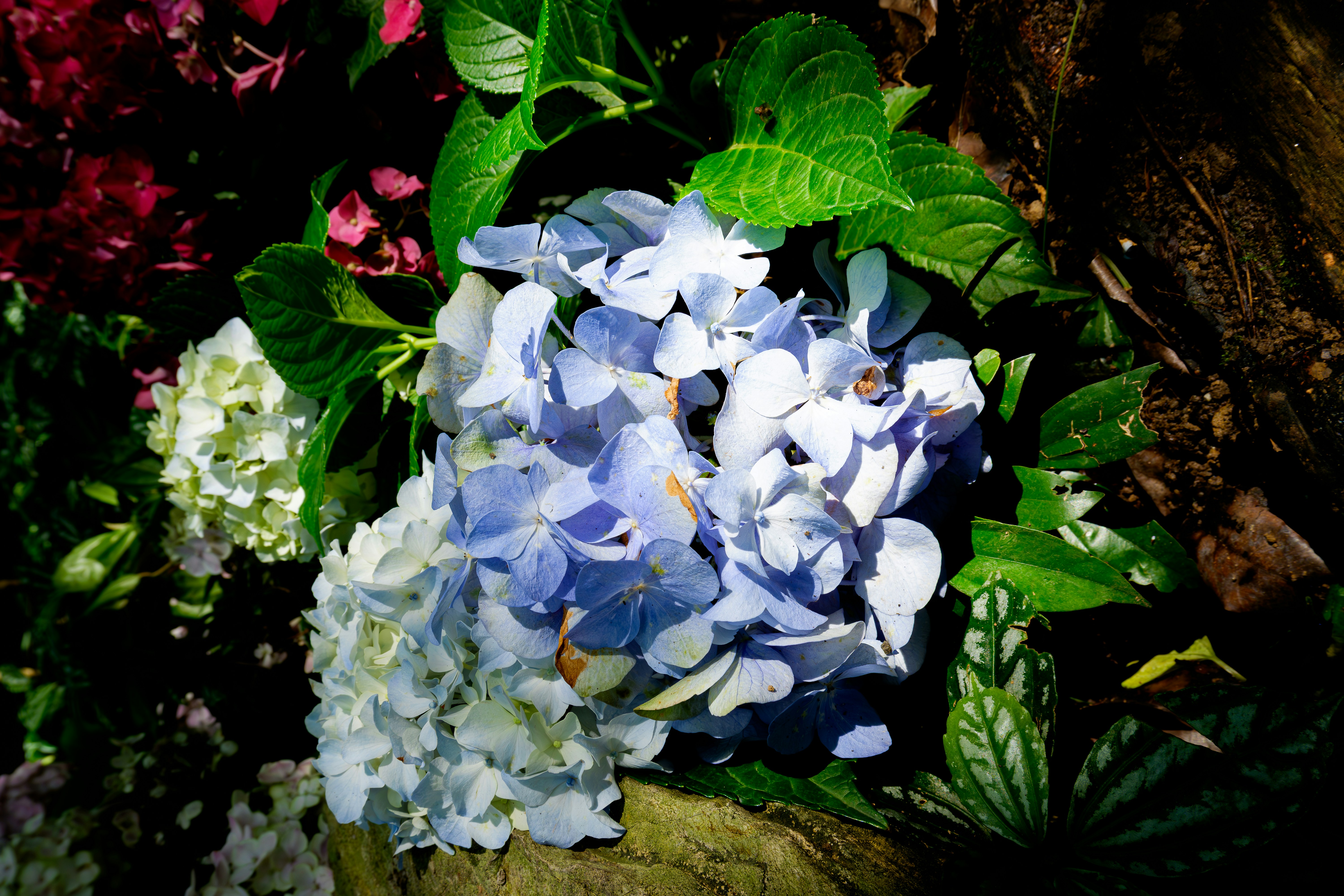A close up of a blue and white flower photo – Free China Image on Unsplash