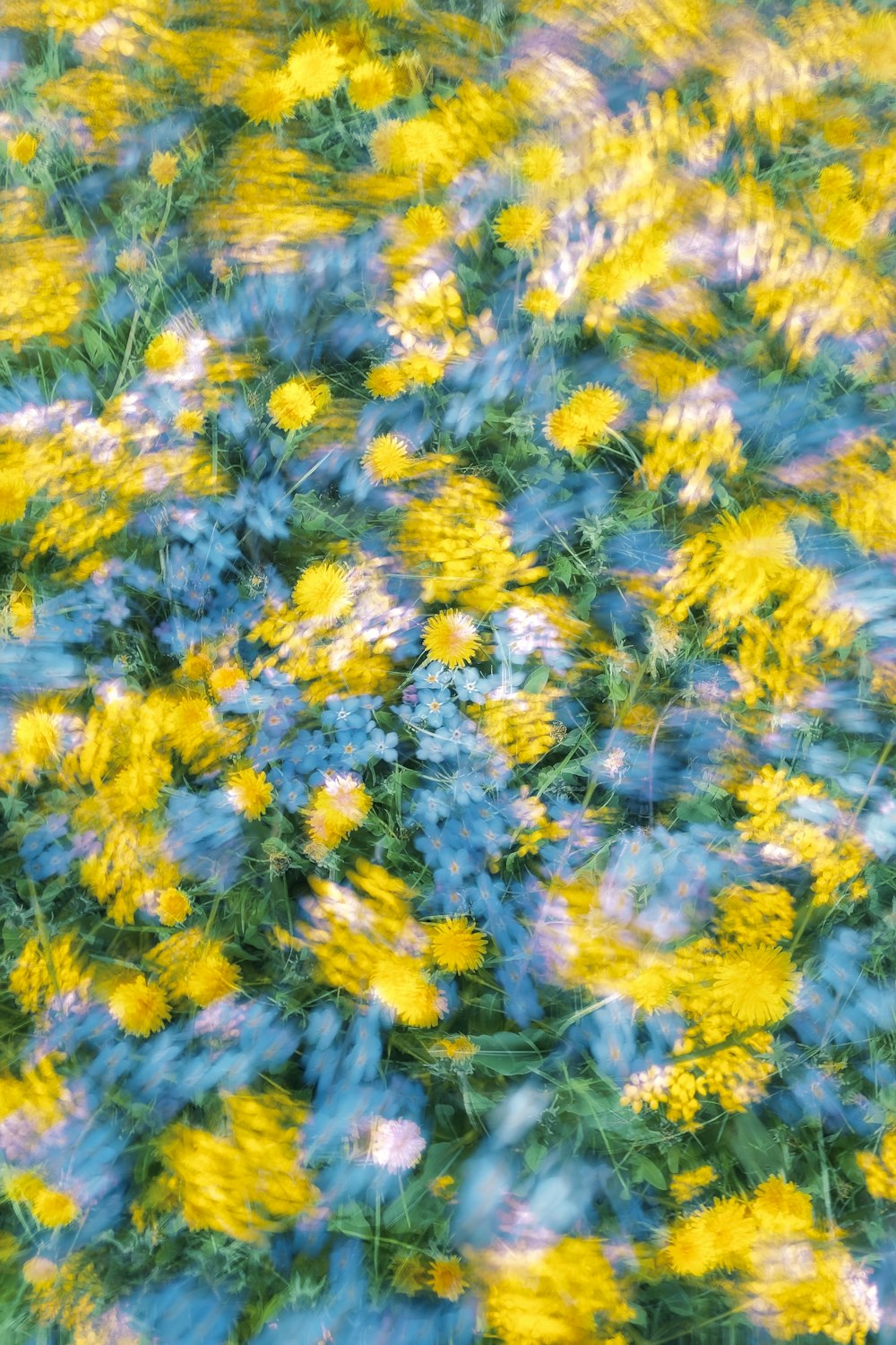 a field full of yellow and blue flowers