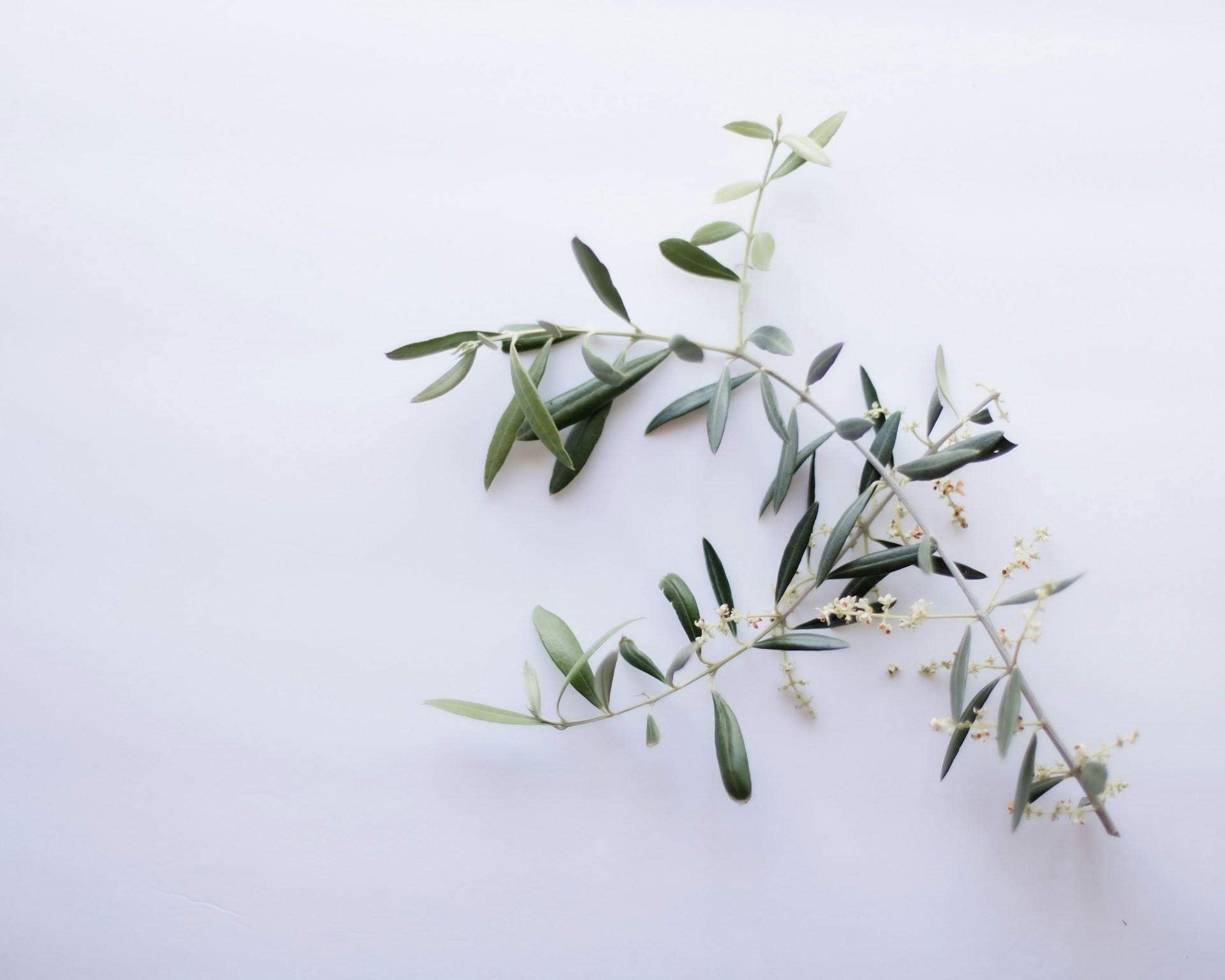 an olive branch with white flowers on a white background