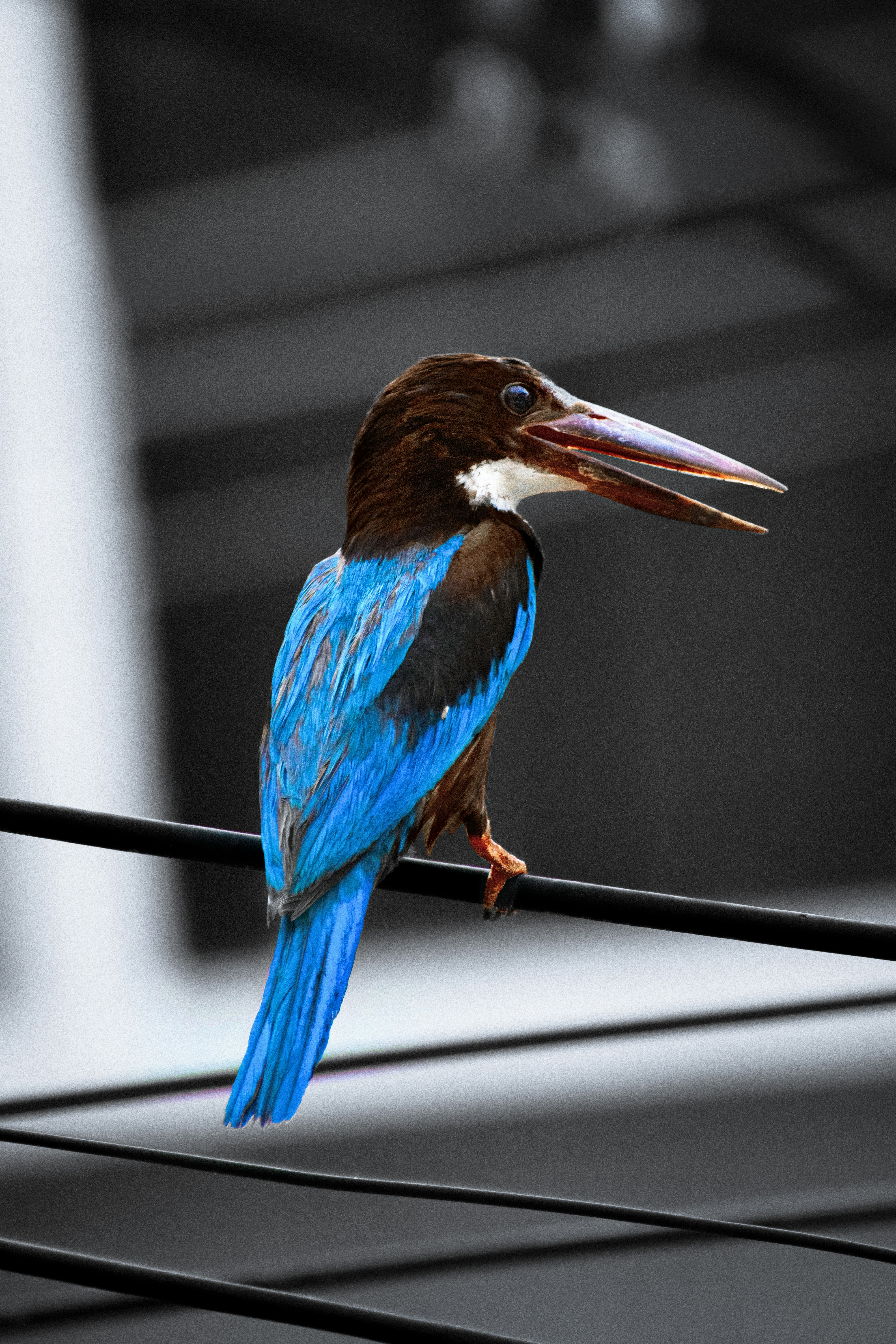 a blue and brown bird sitting on a wire