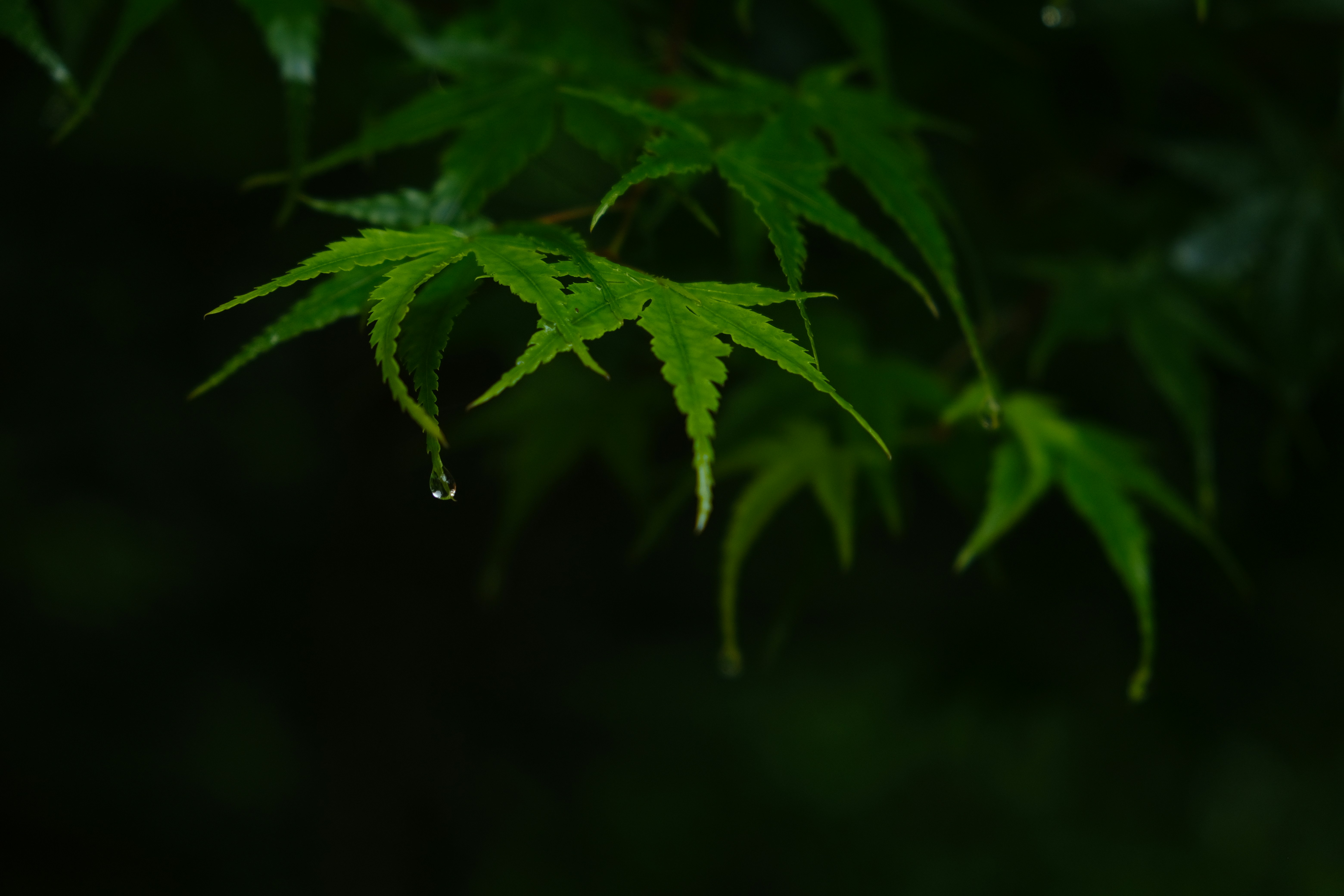 Why Does Rain Smell Different in Different Places? (image credits: unsplash)