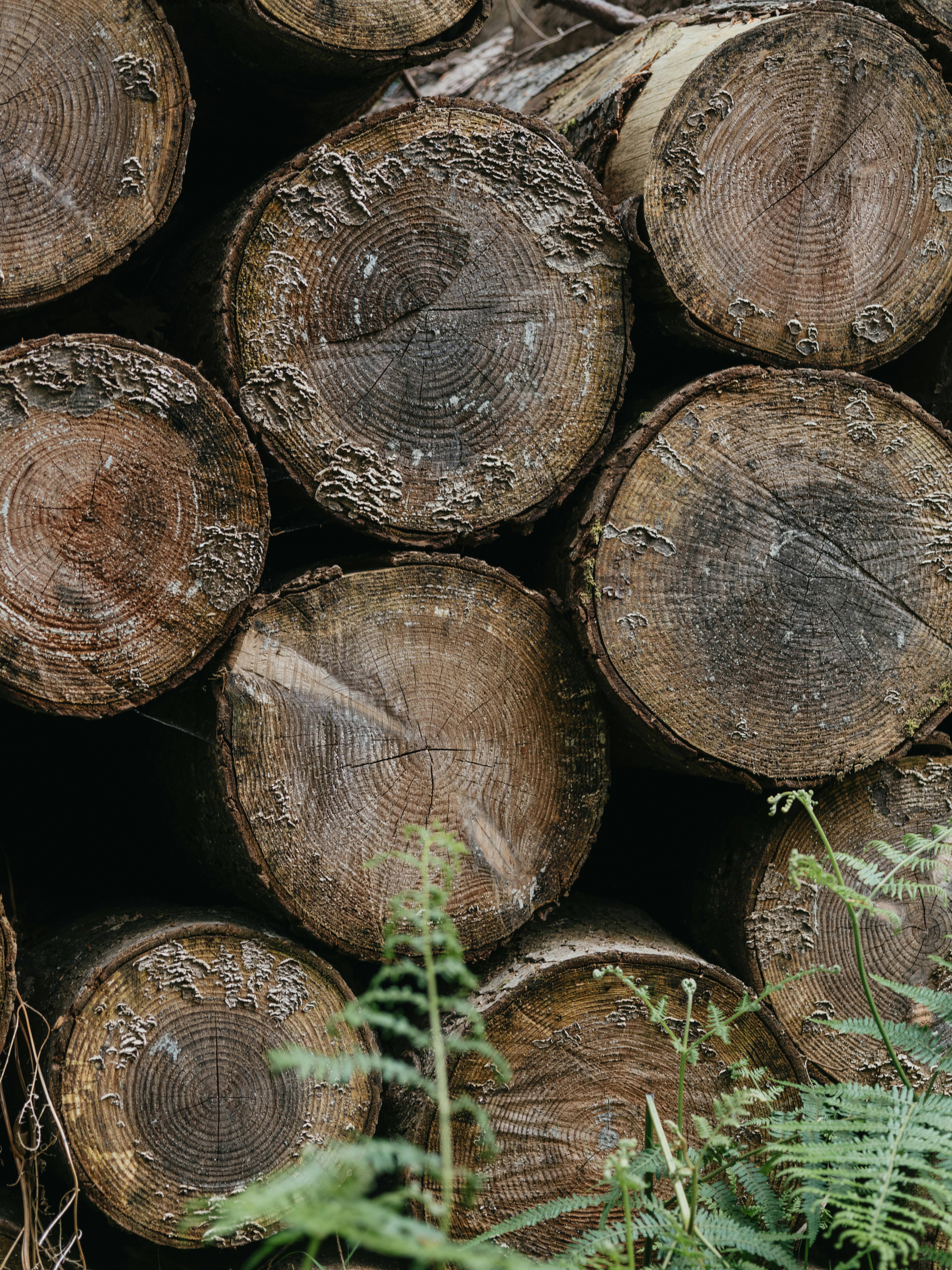 a pile of cut logs sitting next to each other