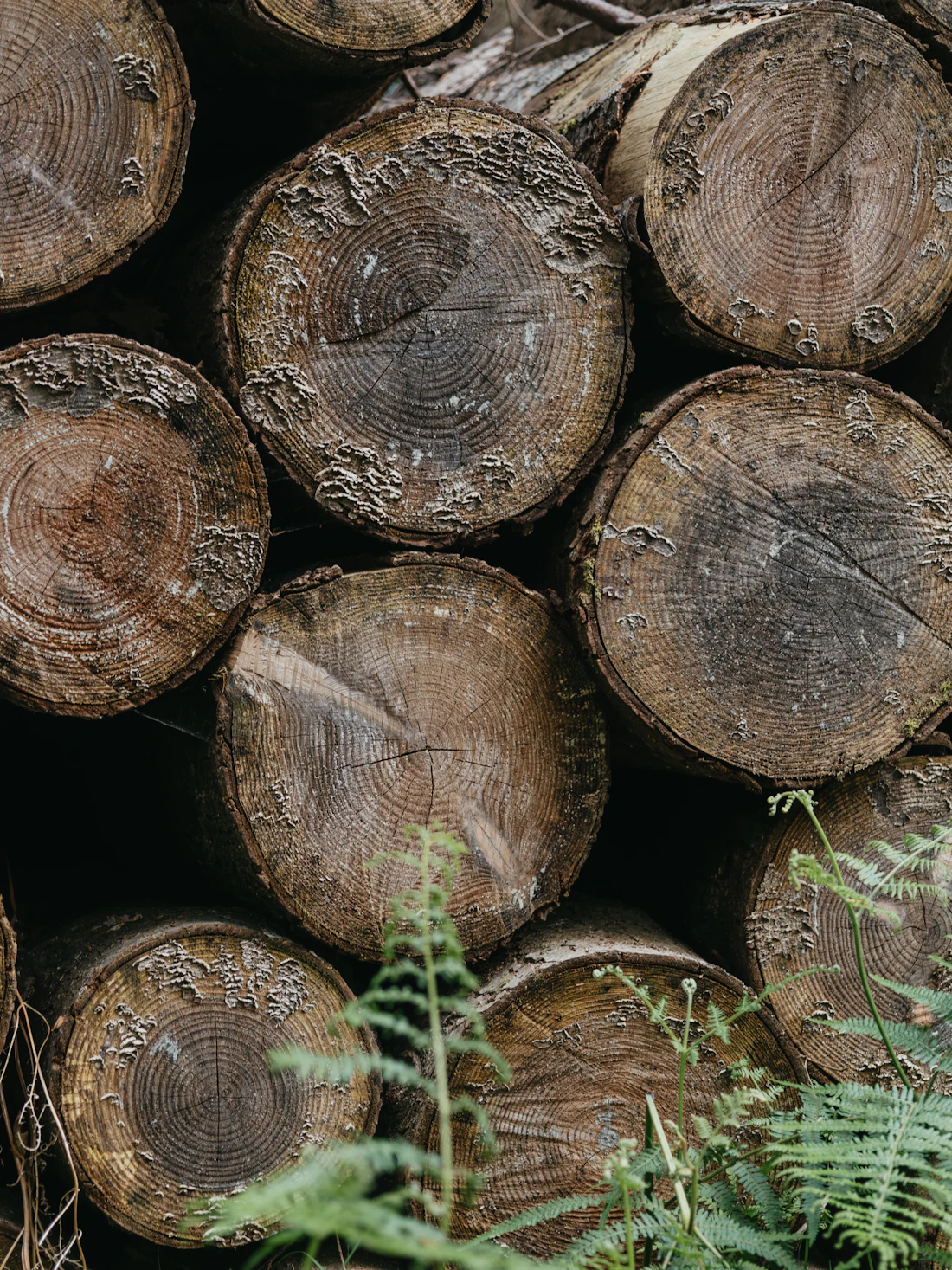 Stacked cut hardwood logs