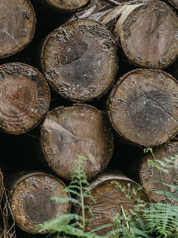 Congo Basin Timber (Legal & Certified)
