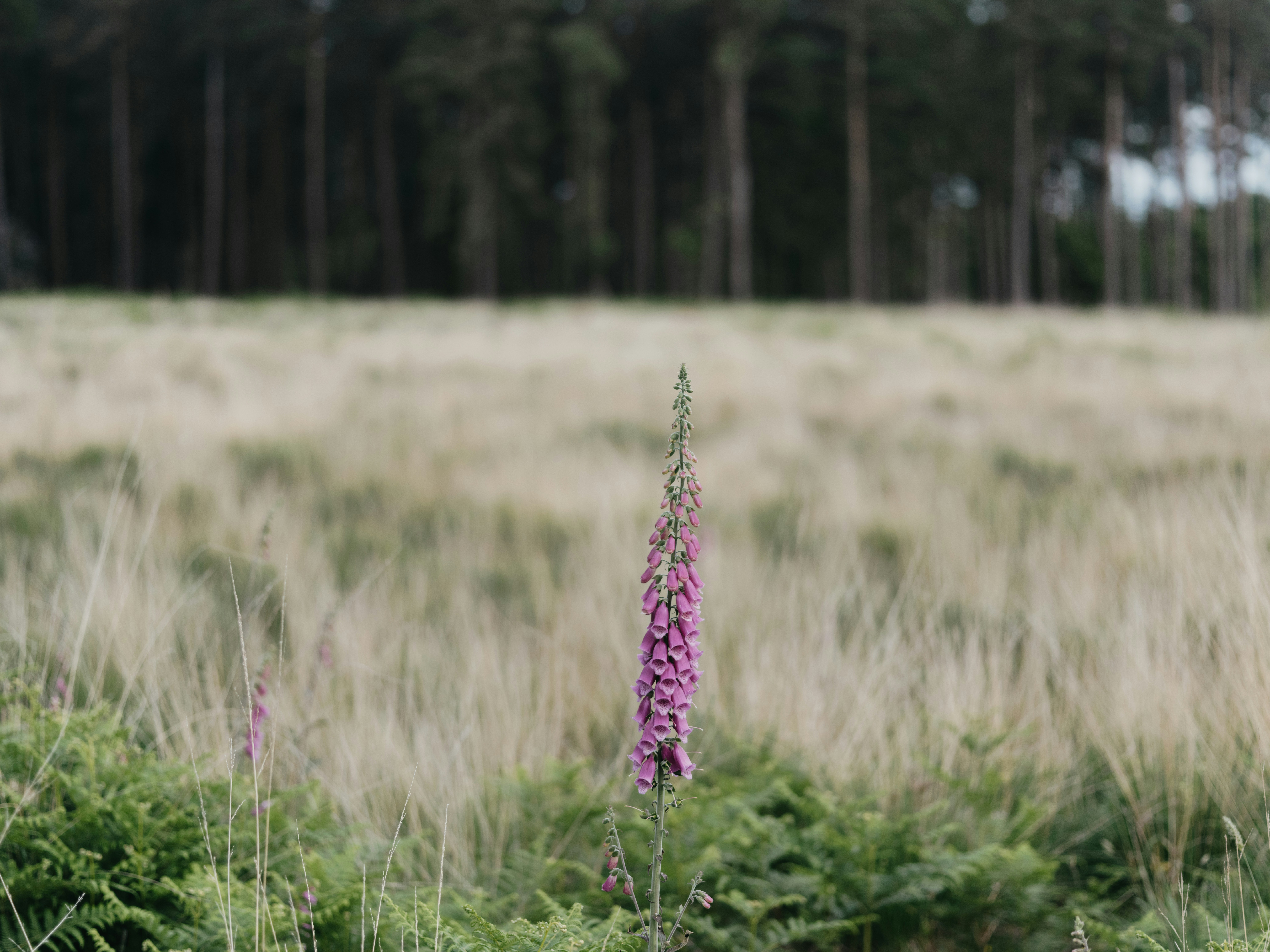 Photo by anniespratt