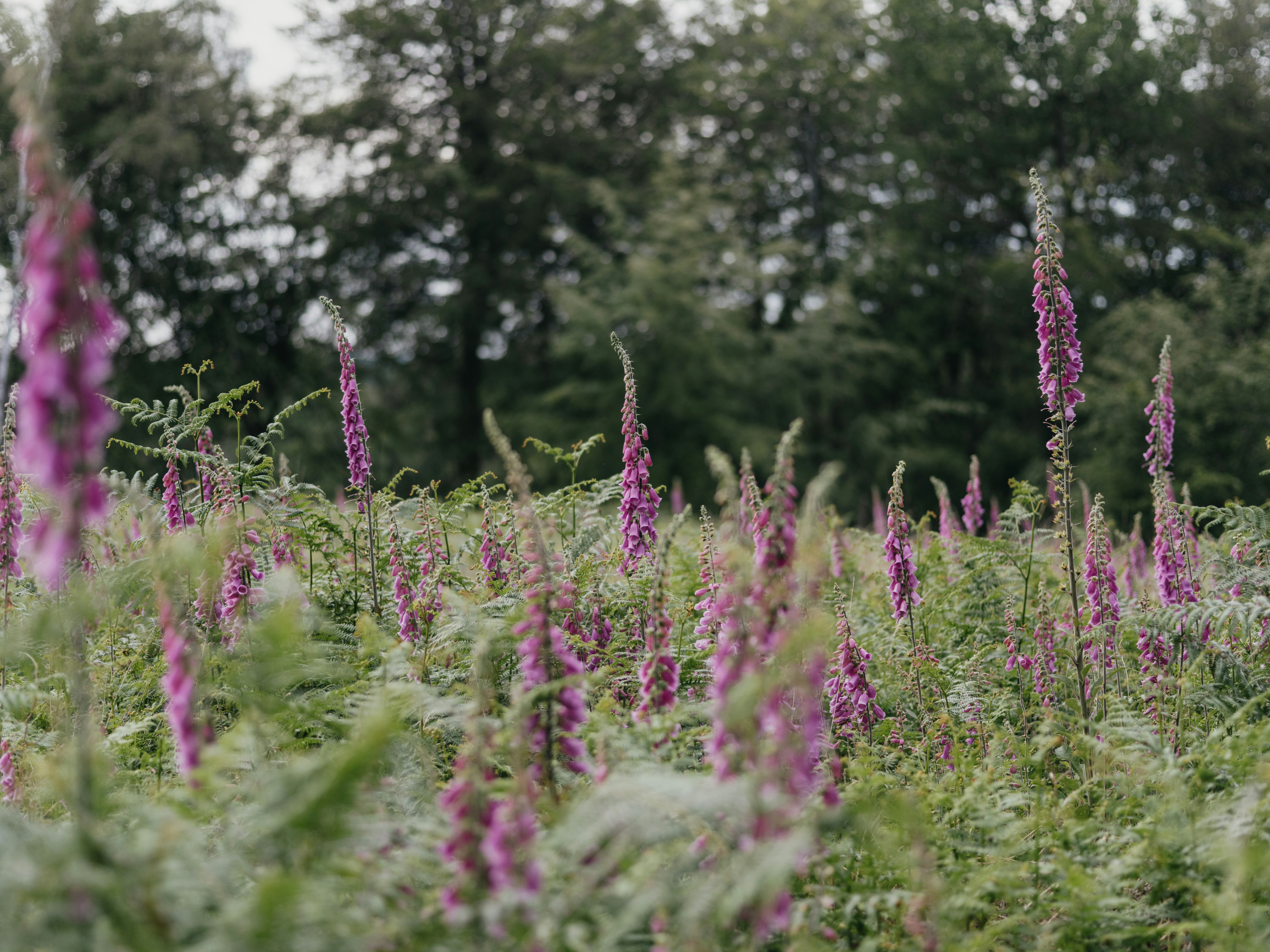 Photo by anniespratt