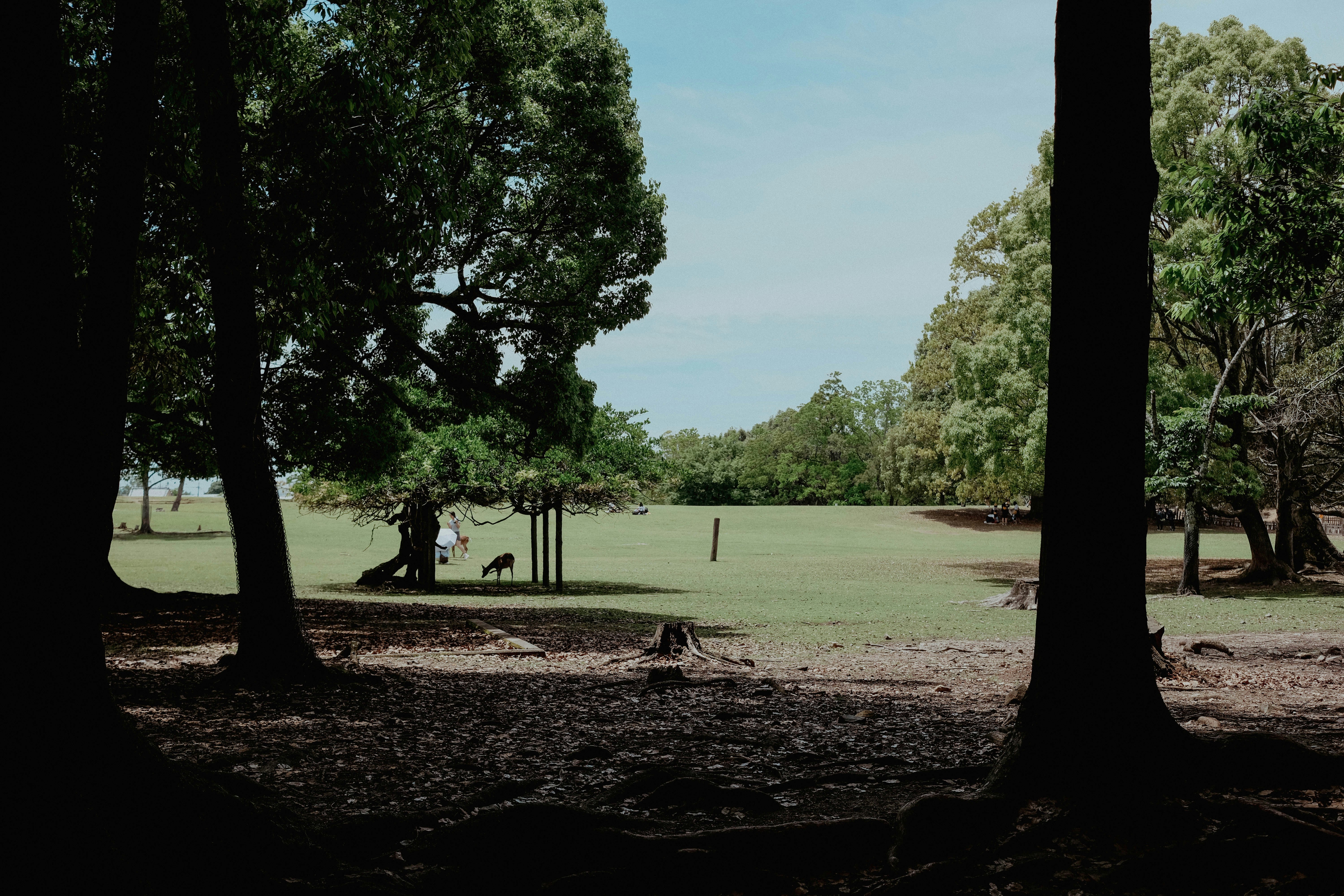 a couple of trees that are in the grass