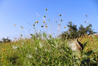 a field full of flowers and grass with a blue sky in the background
