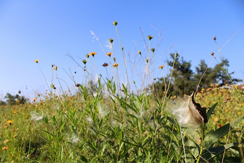 a field full of flowers and grass with a blue sky in the background
