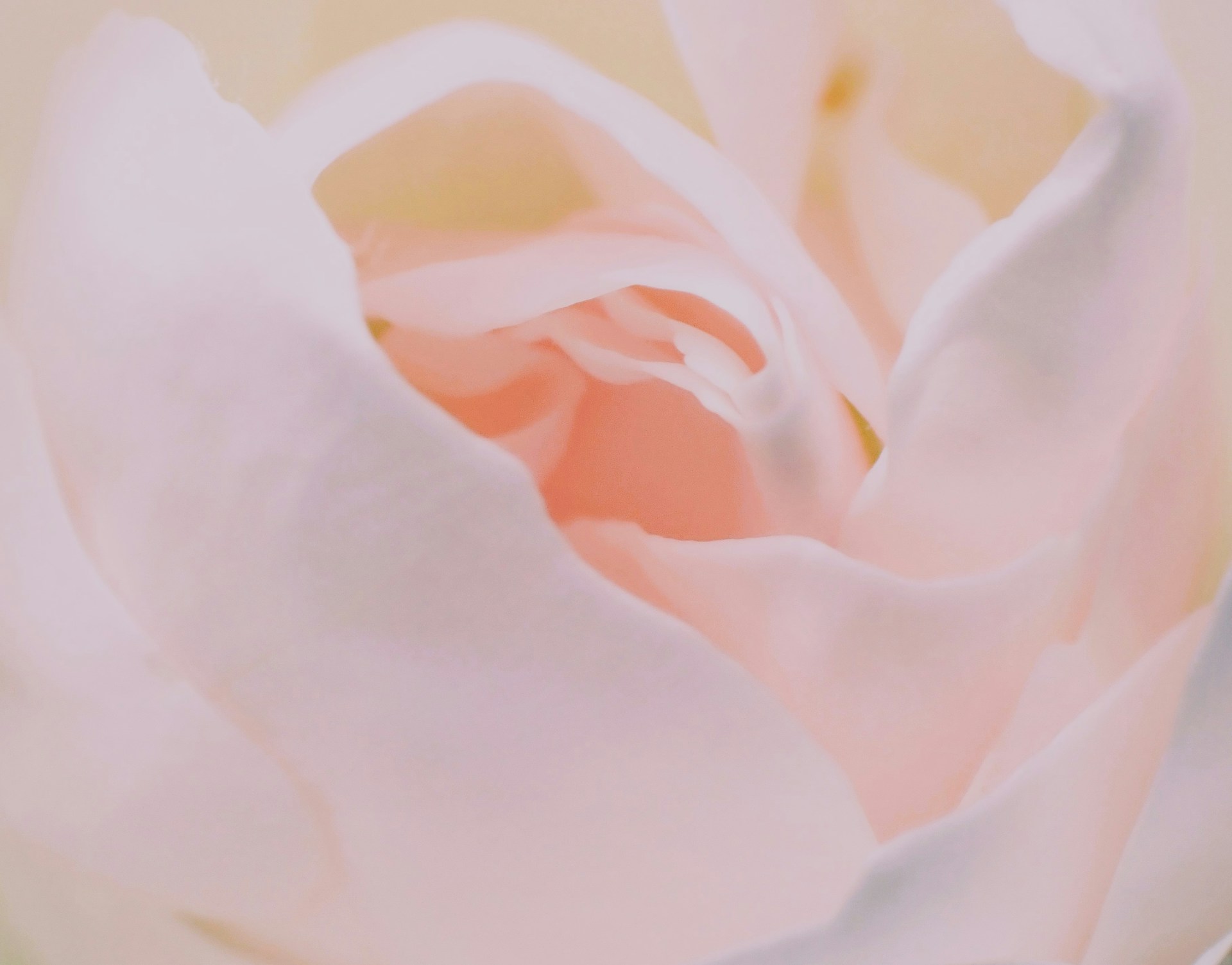 a close up view of a pink rose