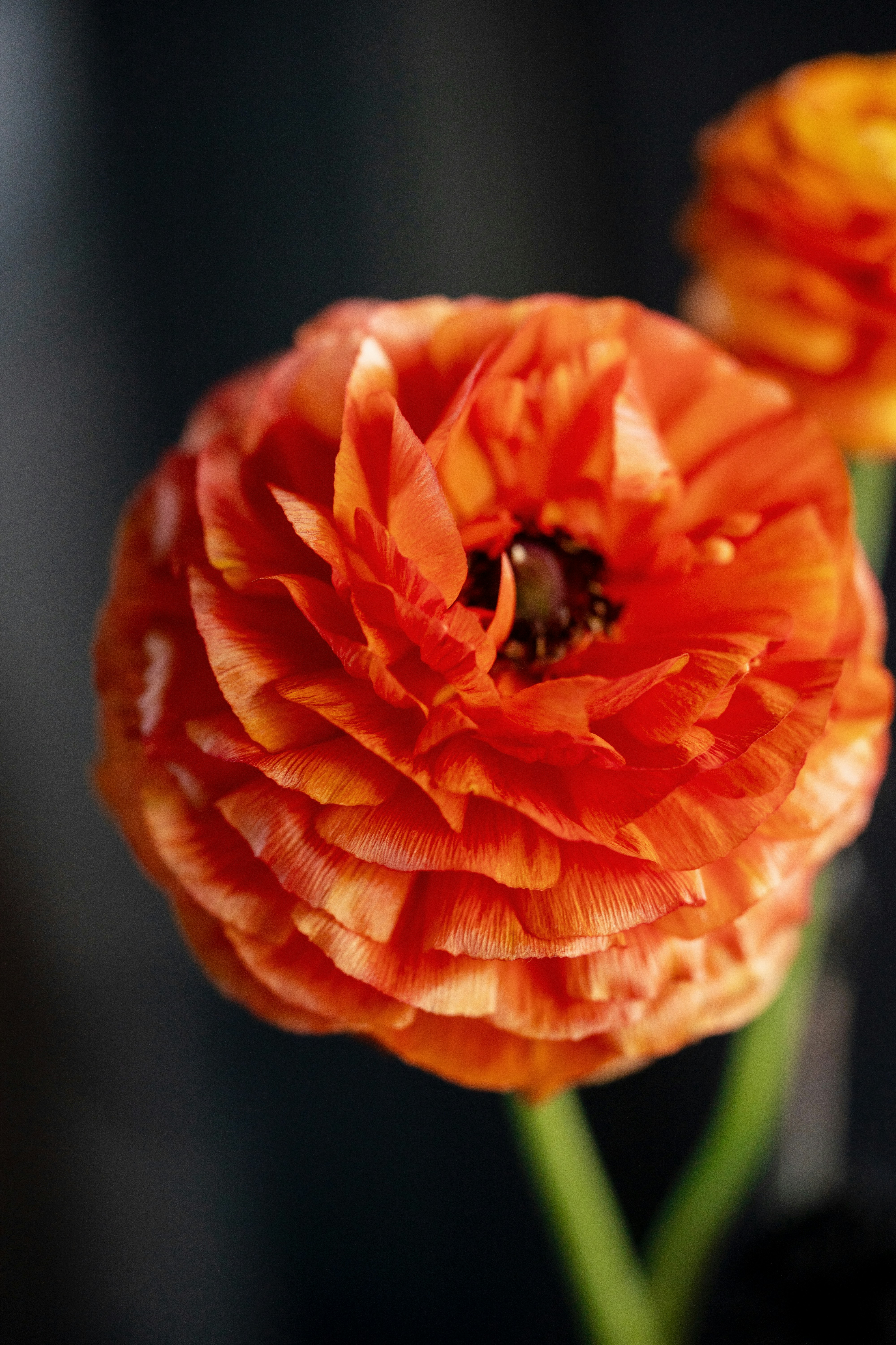 a close up of two orange flowers on a black background