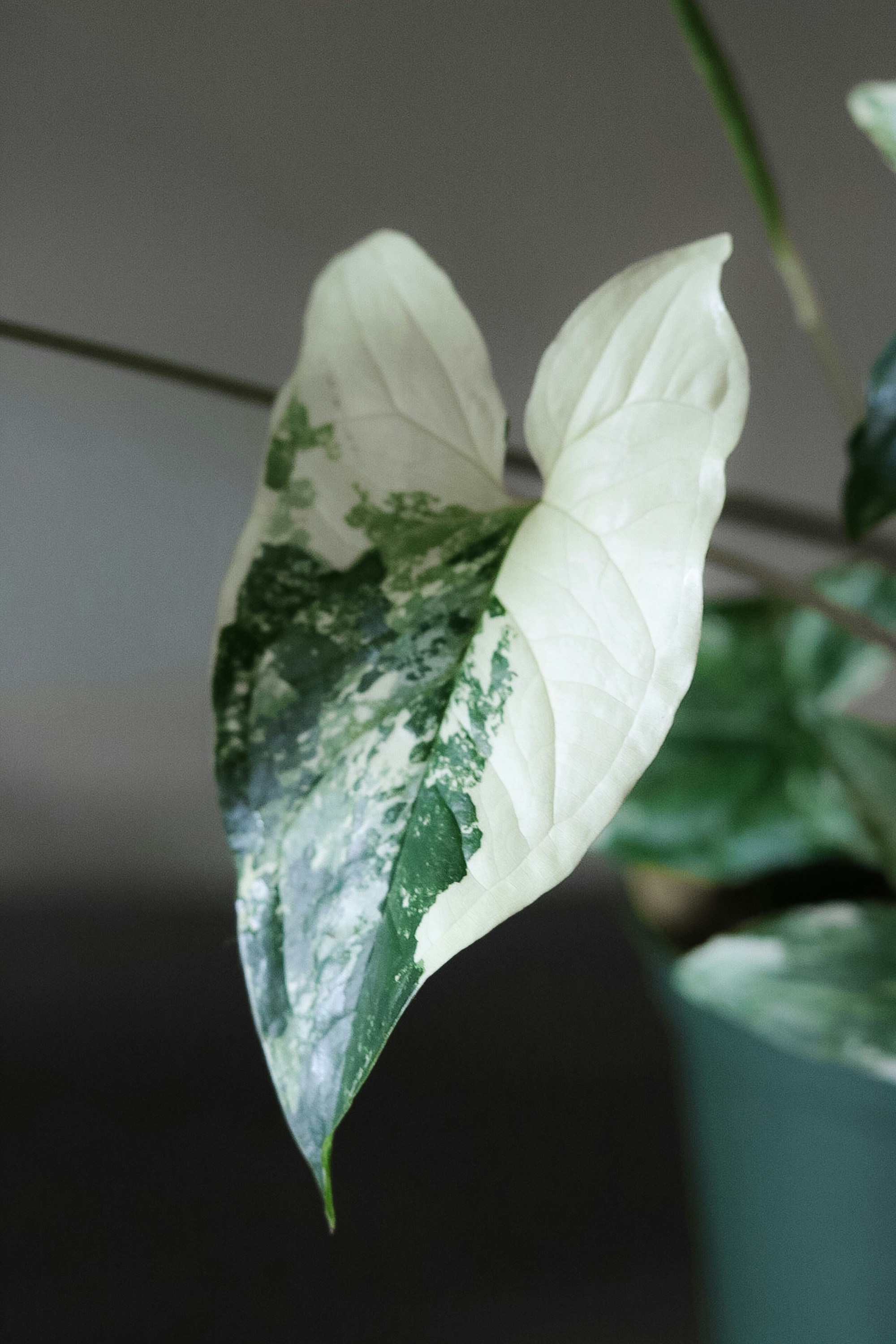 Photo by ashleycanaday