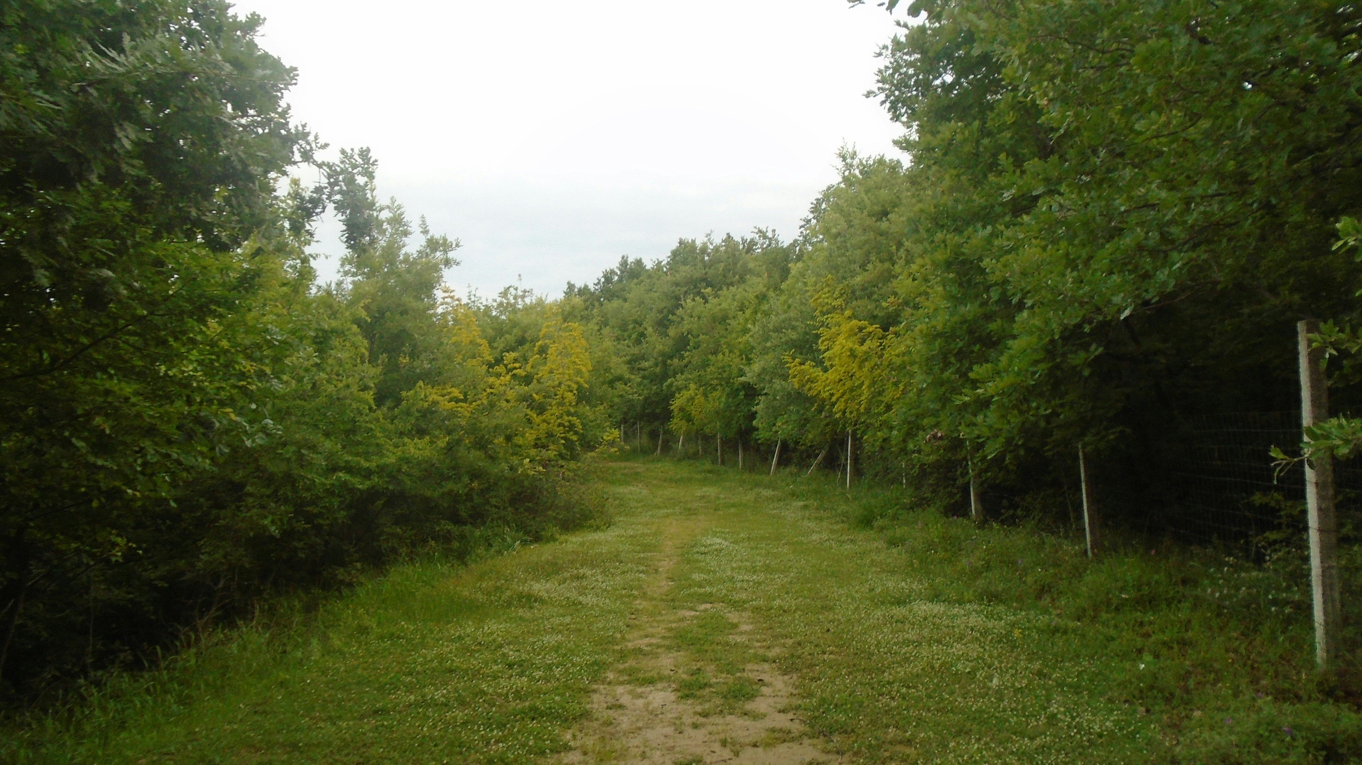 A dirt road surrounded by trees and grass photo – Free Path Image on ...