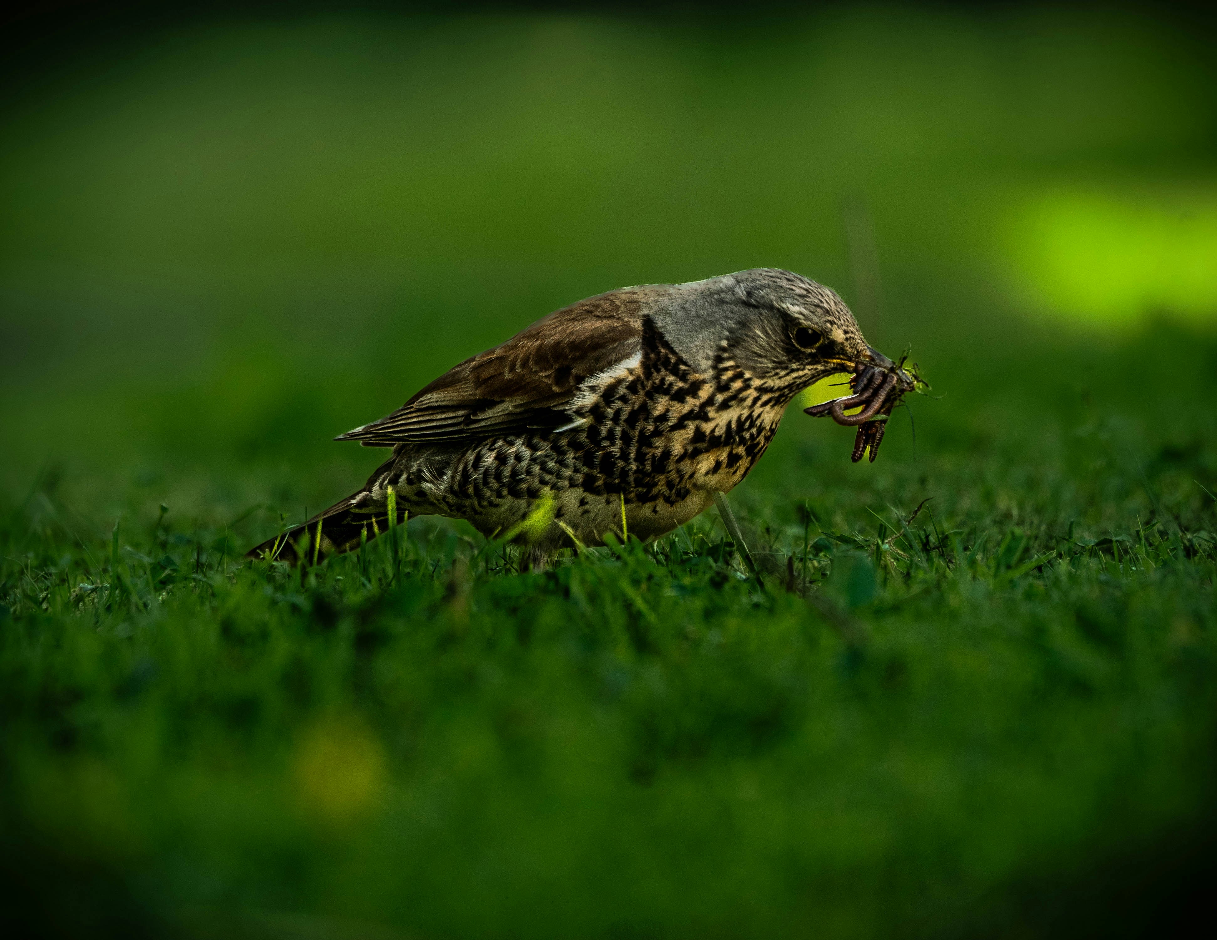 a bird with a worm in it's mouth in the grass